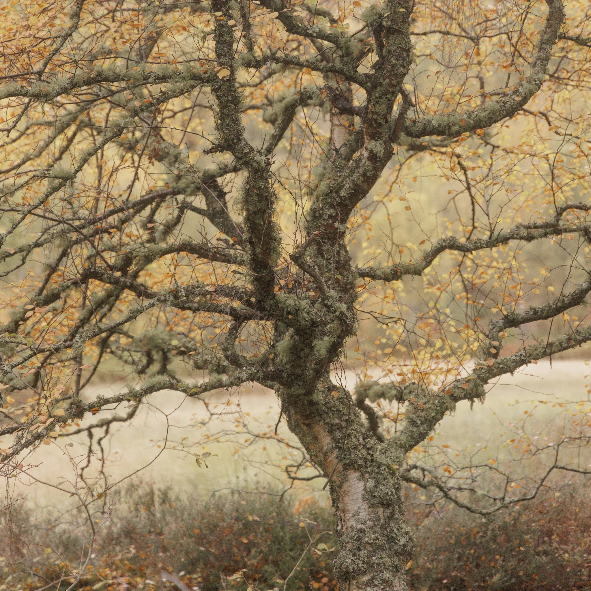 ScotlandAutumn2026-47.jpg