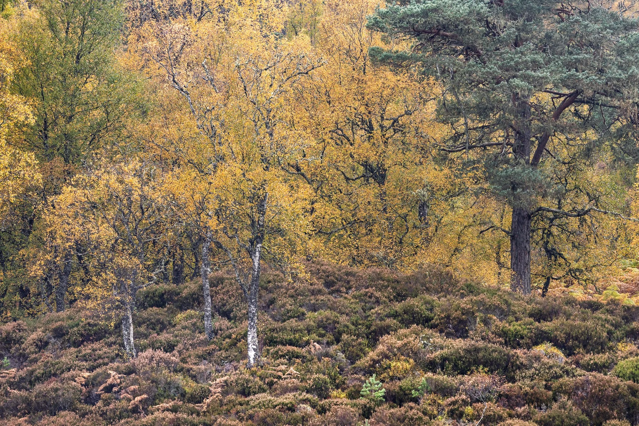 ScotlandAutumn2026-16.jpg