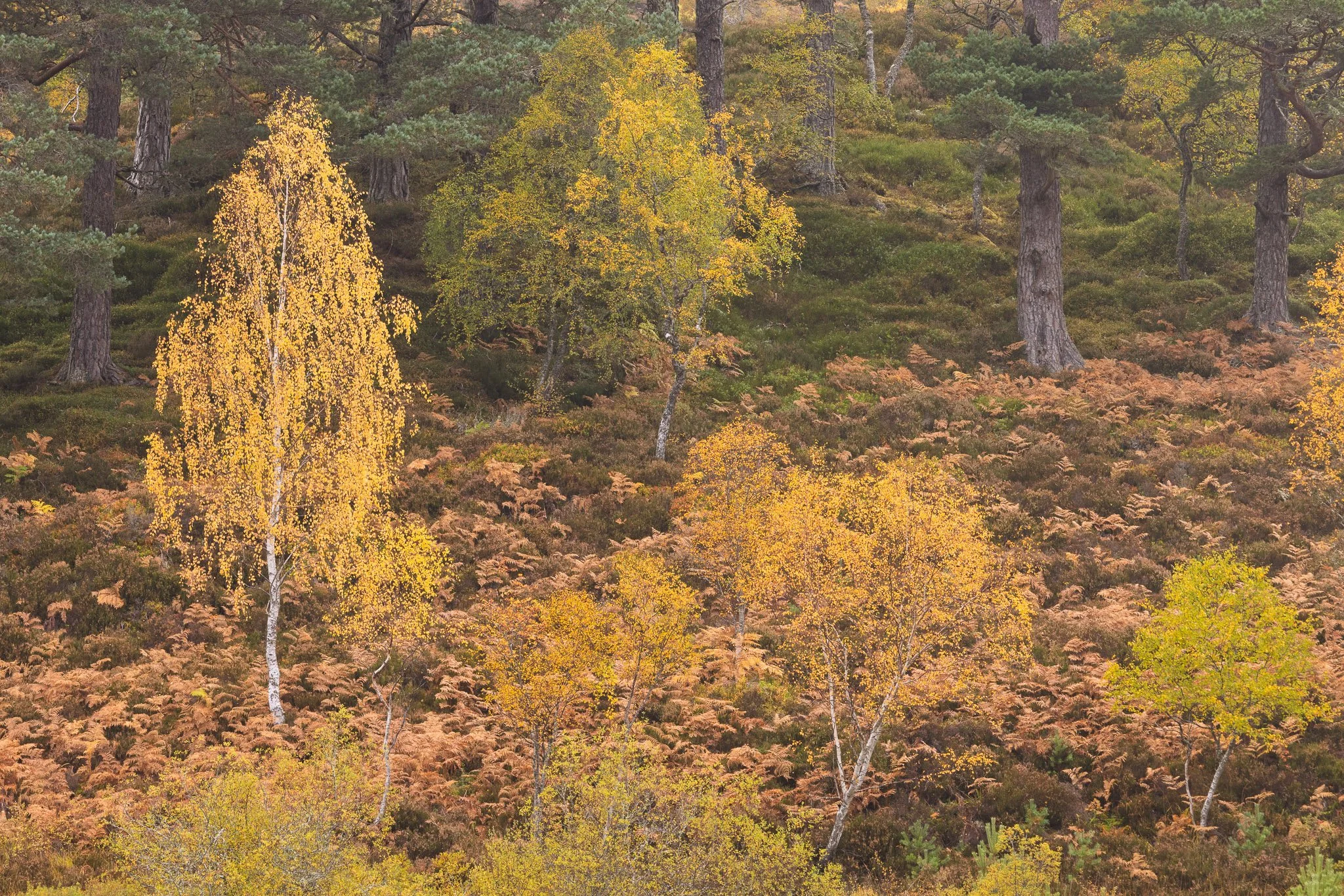The essence of Glen Affric - Oct 2026
