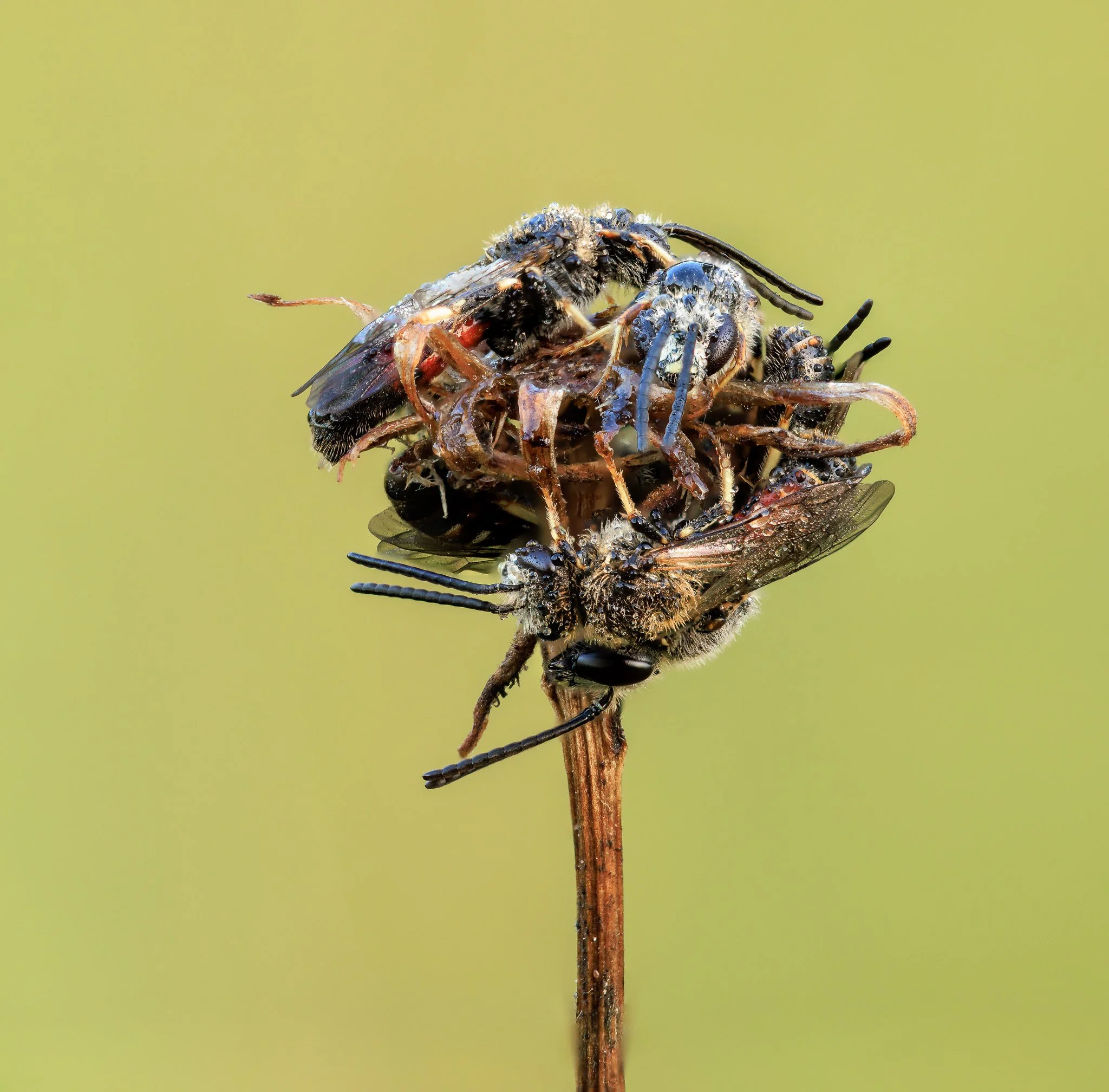 Cluster of roosting lasioglossum