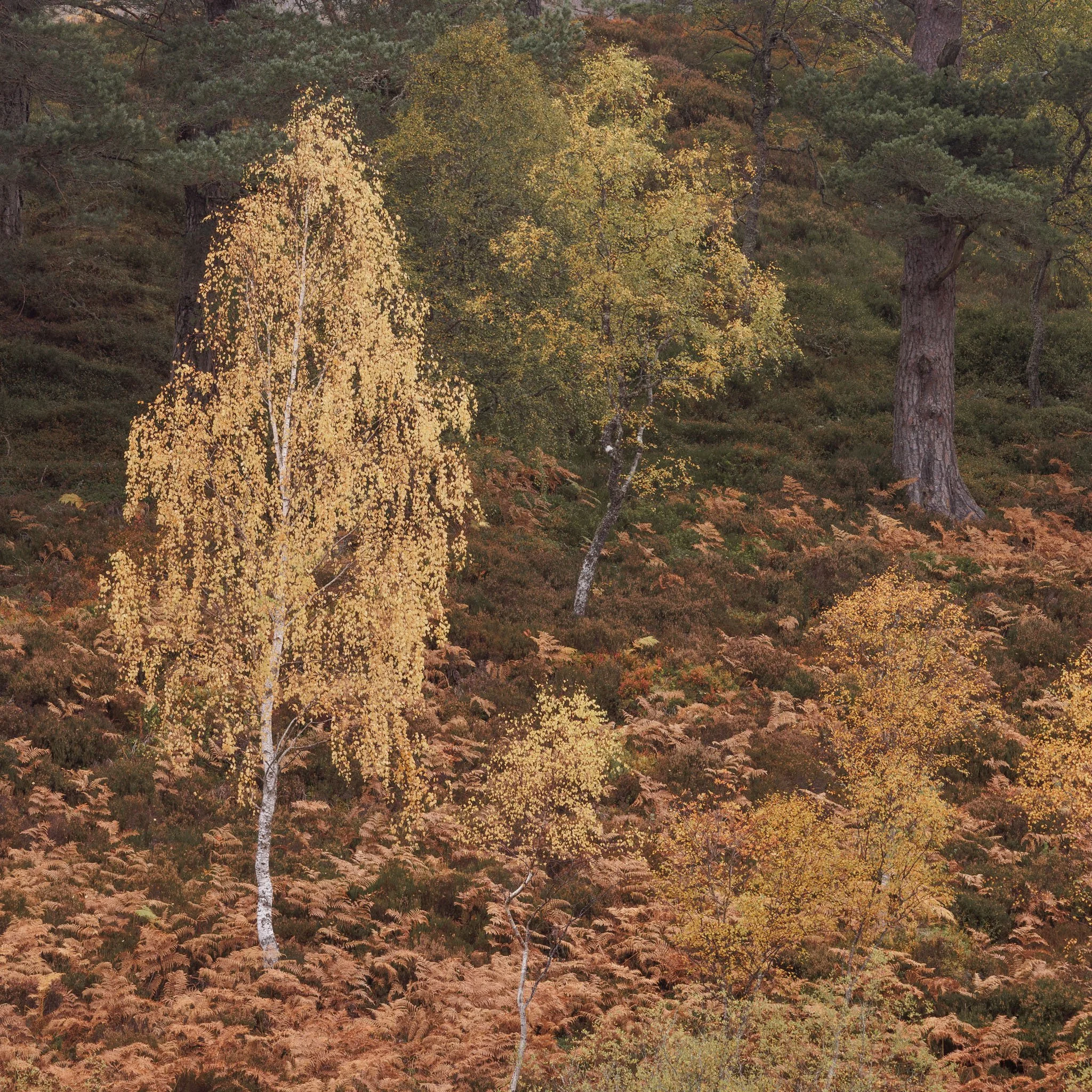 ScotlandAutumn2026-14.jpg