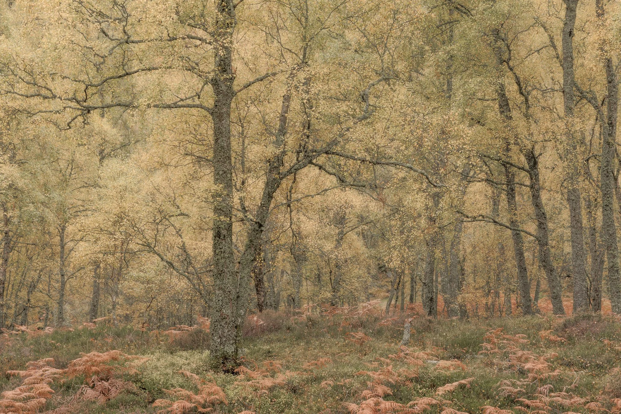 ScotlandAutumn2026-45.jpg