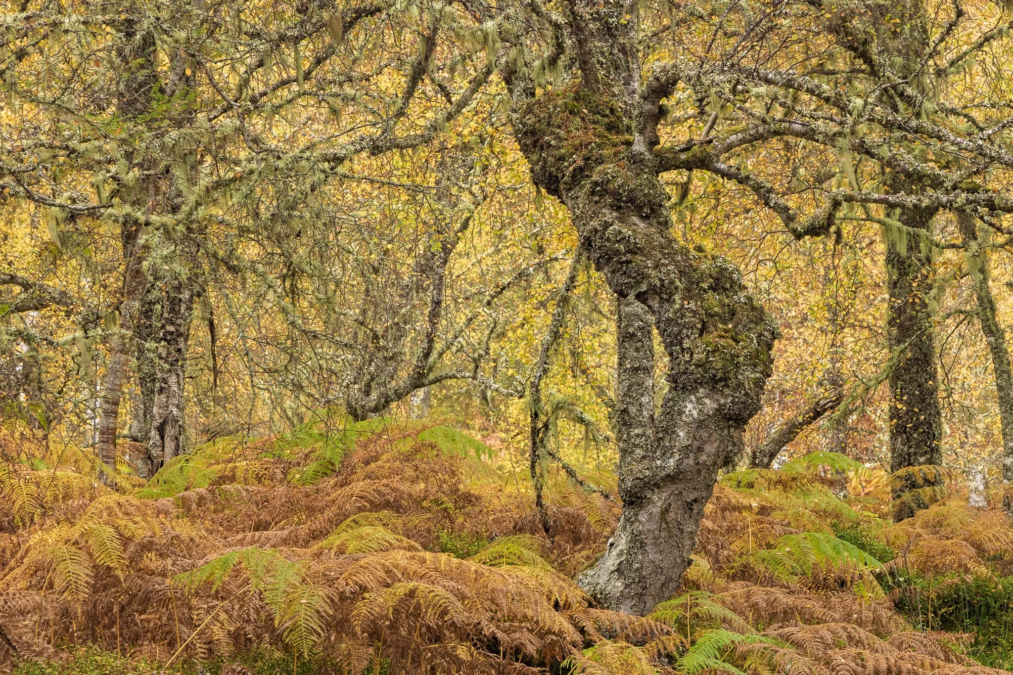 ScotlandAutumn2026-20.jpg