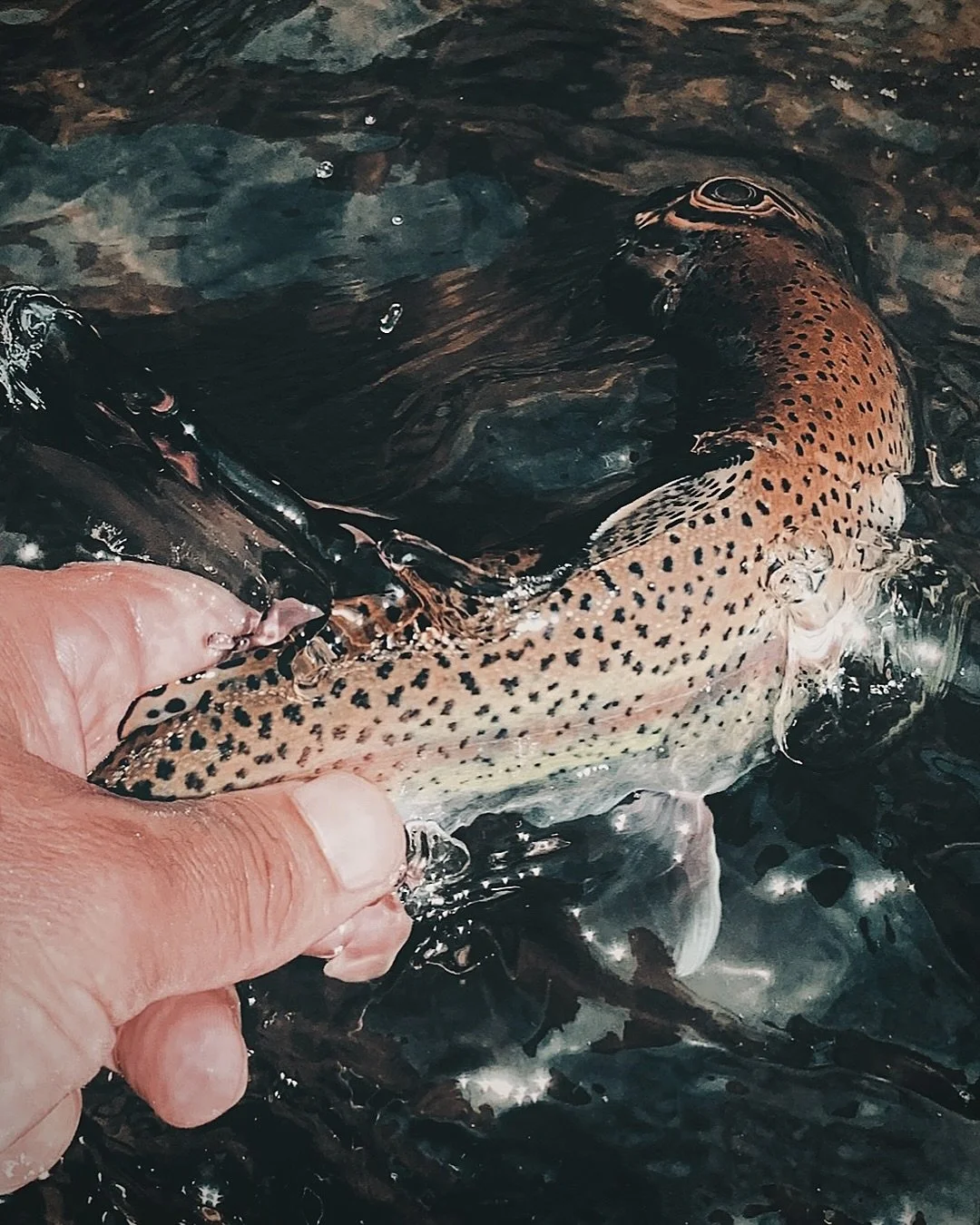 &ldquo;If we are drawn to nature for the rewards of the summit or the big trout, should we not strive for the satisfactions of less tangible aspects of our time outside?&rdquo;

Read the whole article, Stillness and the Sanctuary of Nature, at @insid