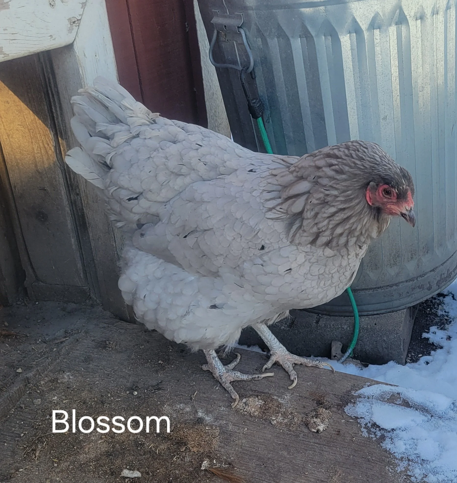 Blossom chicken.jpg
