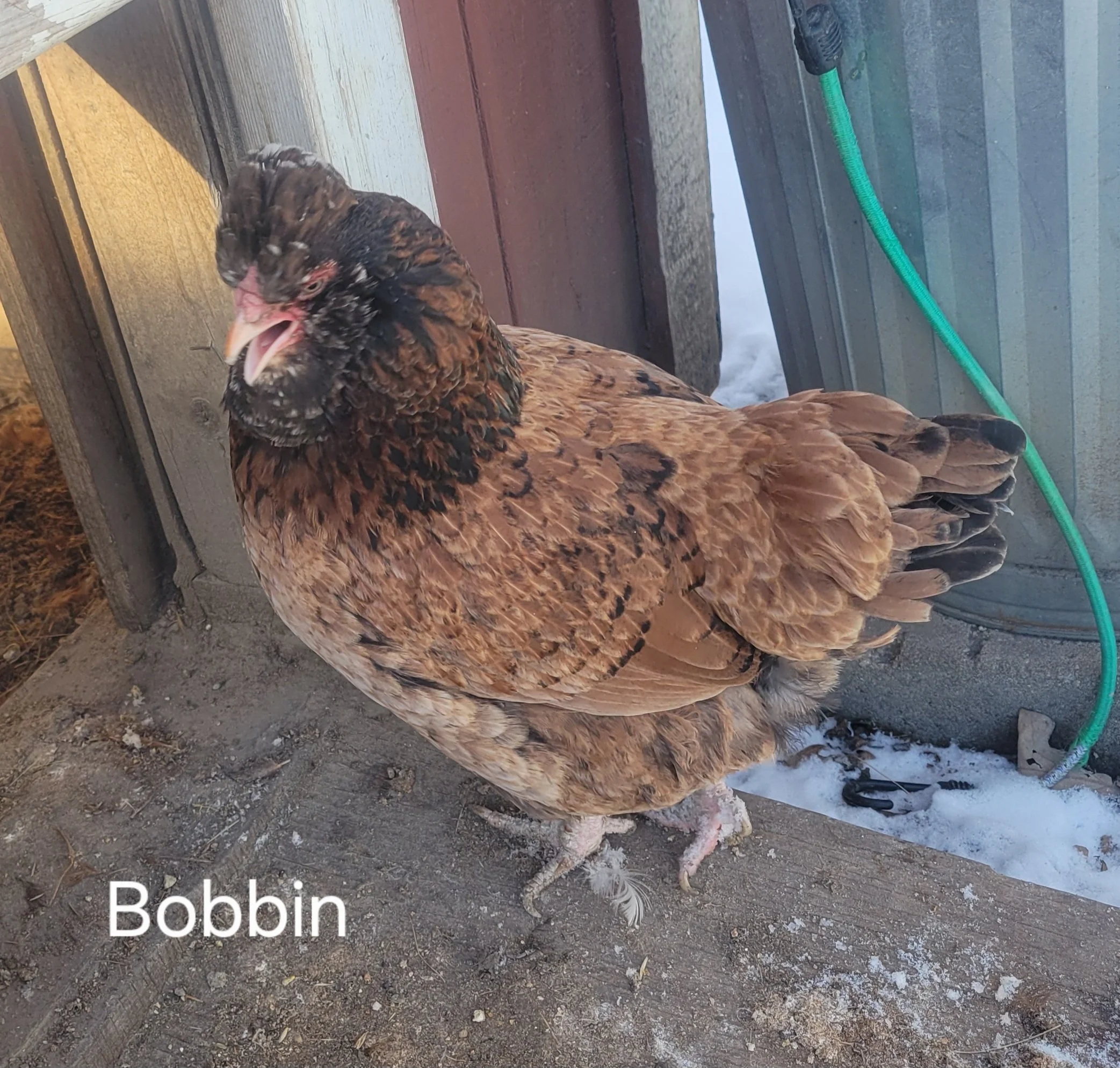 Bobbin chicken.jpg