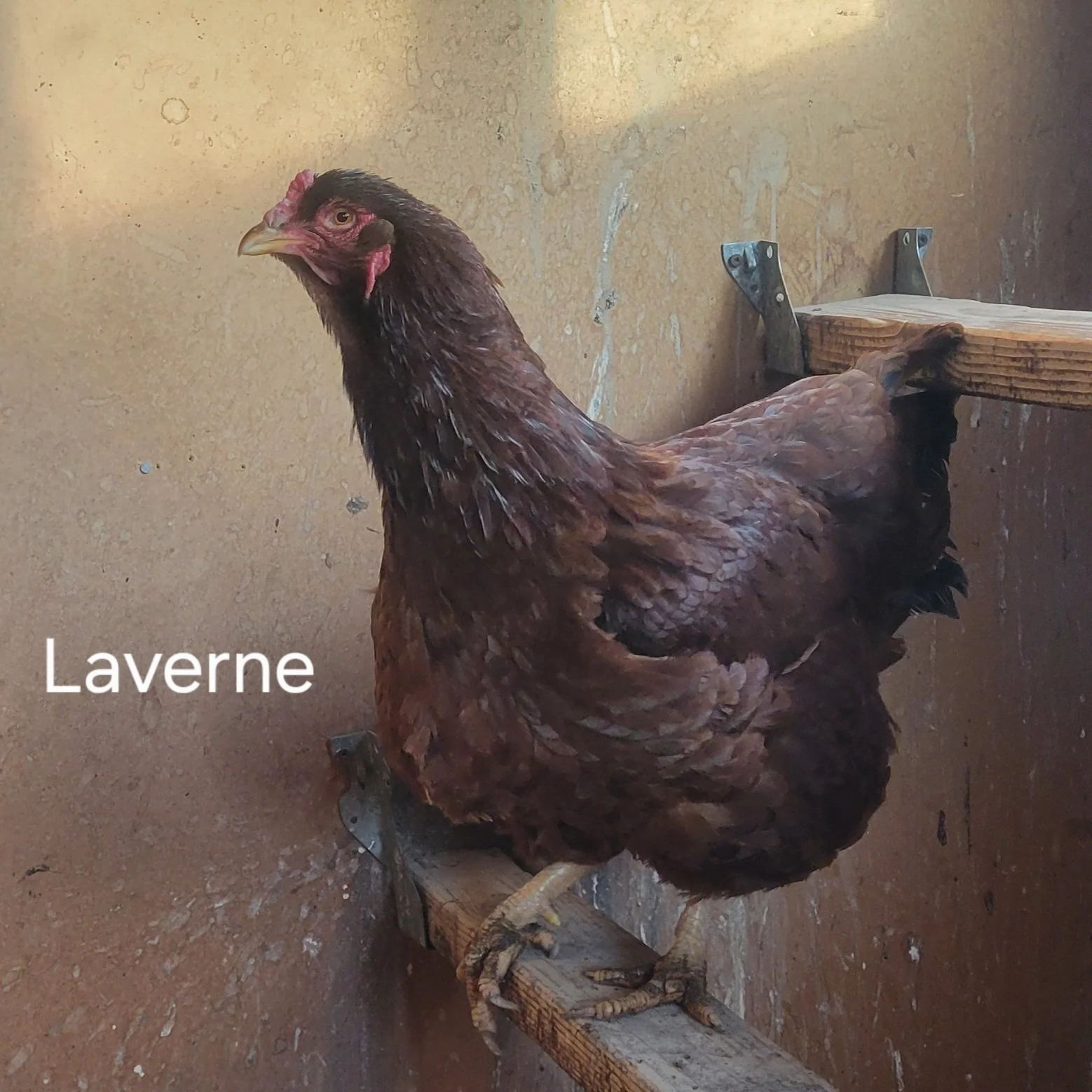 Laverne Chicken.jpg