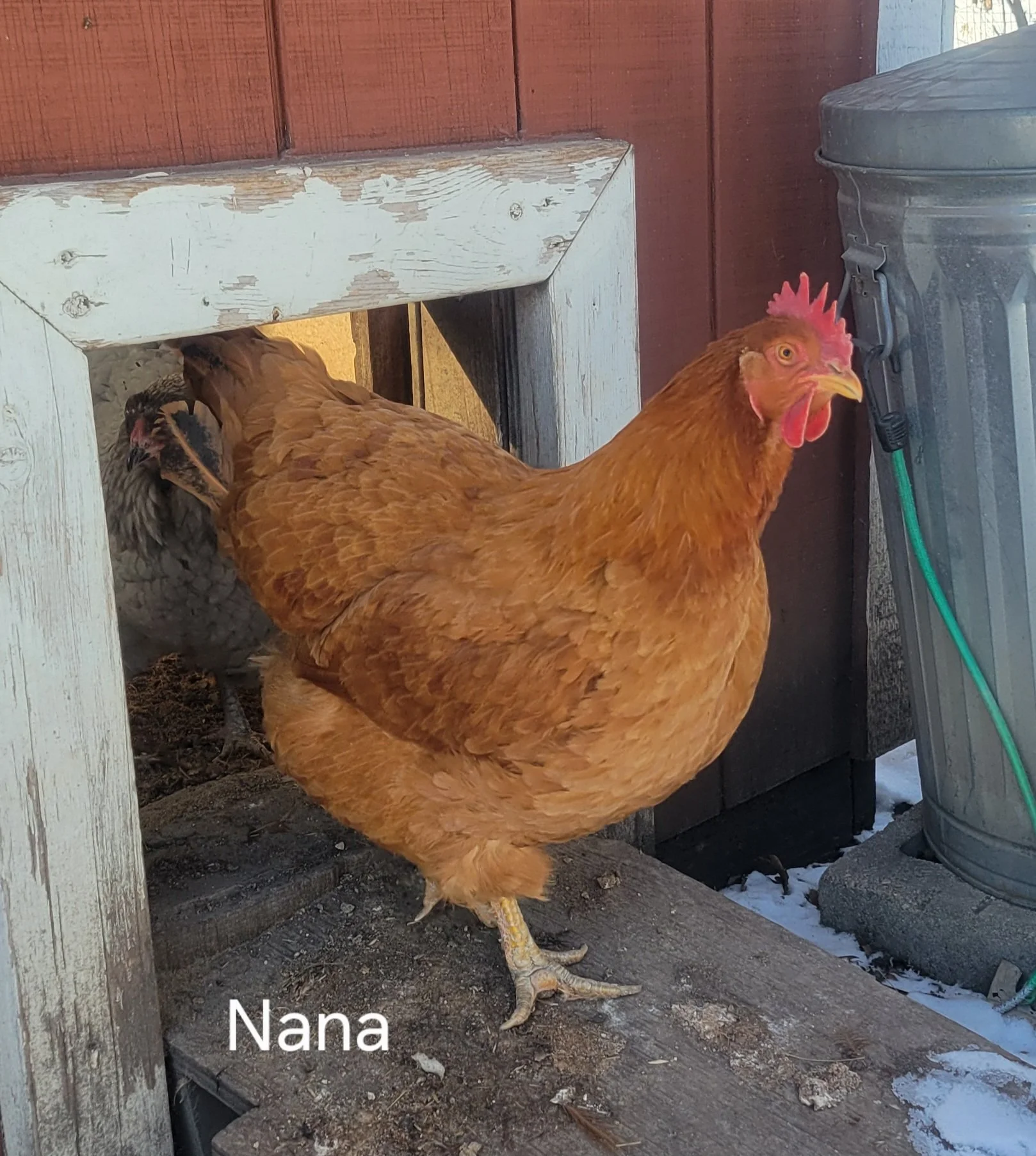 Nana chicken.jpg