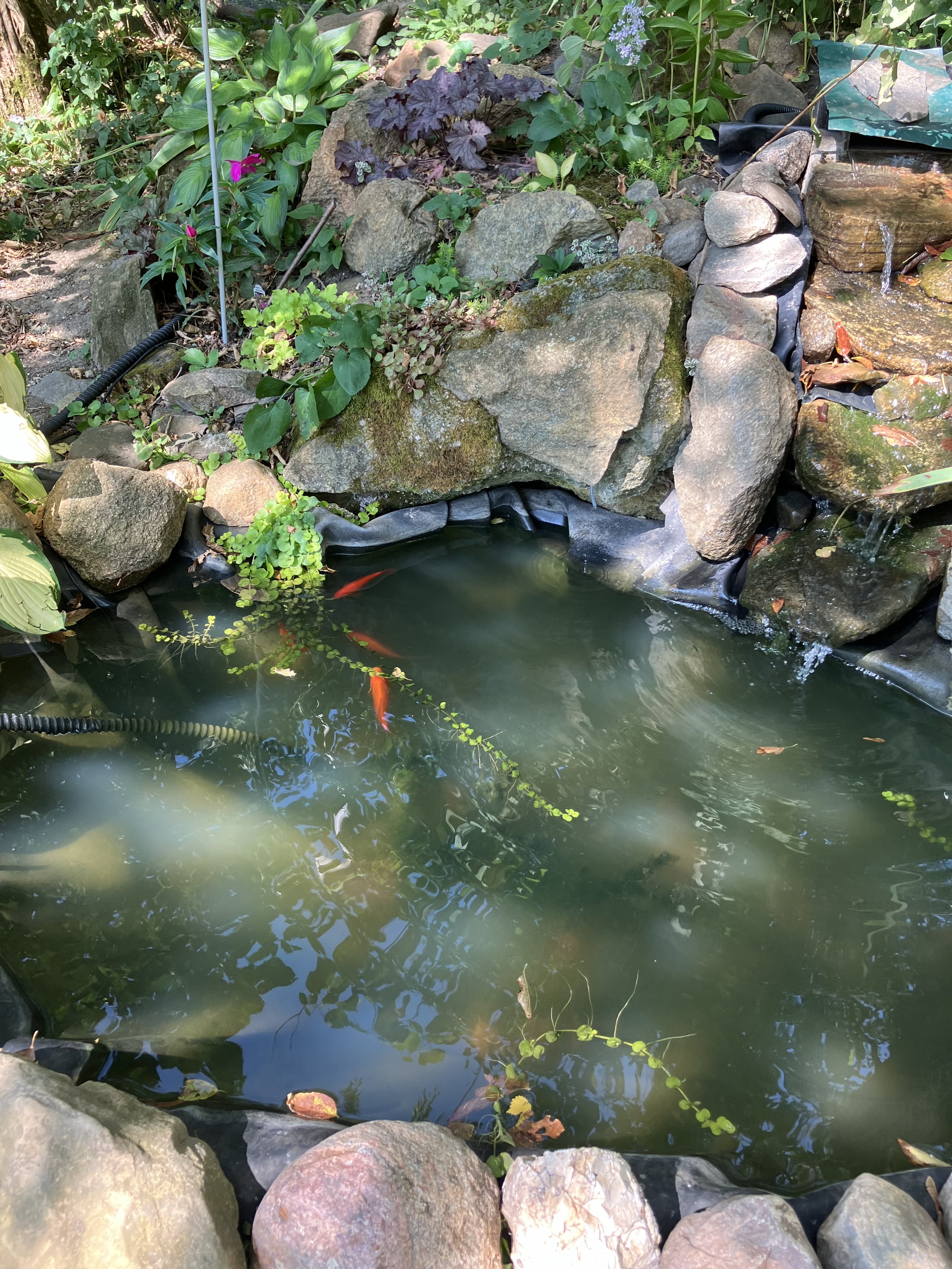fish pond.jpg