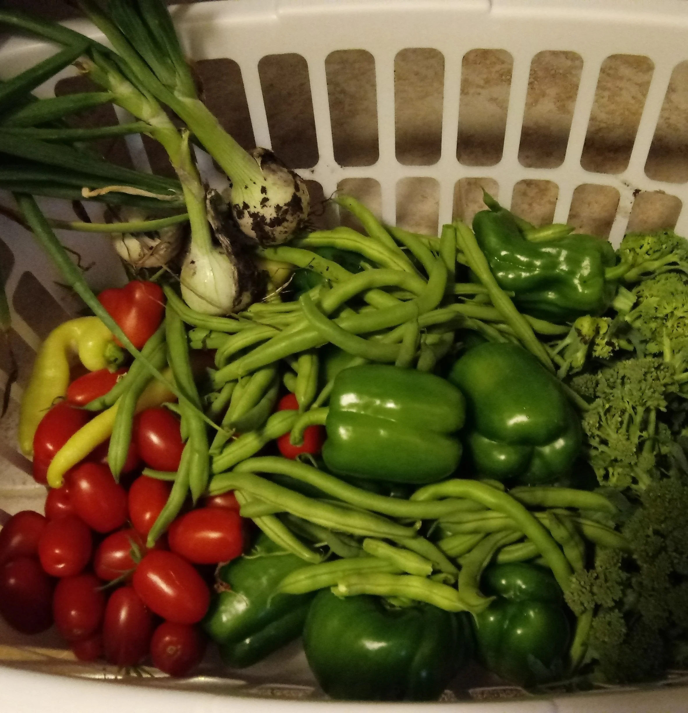 garden veggies.jpg