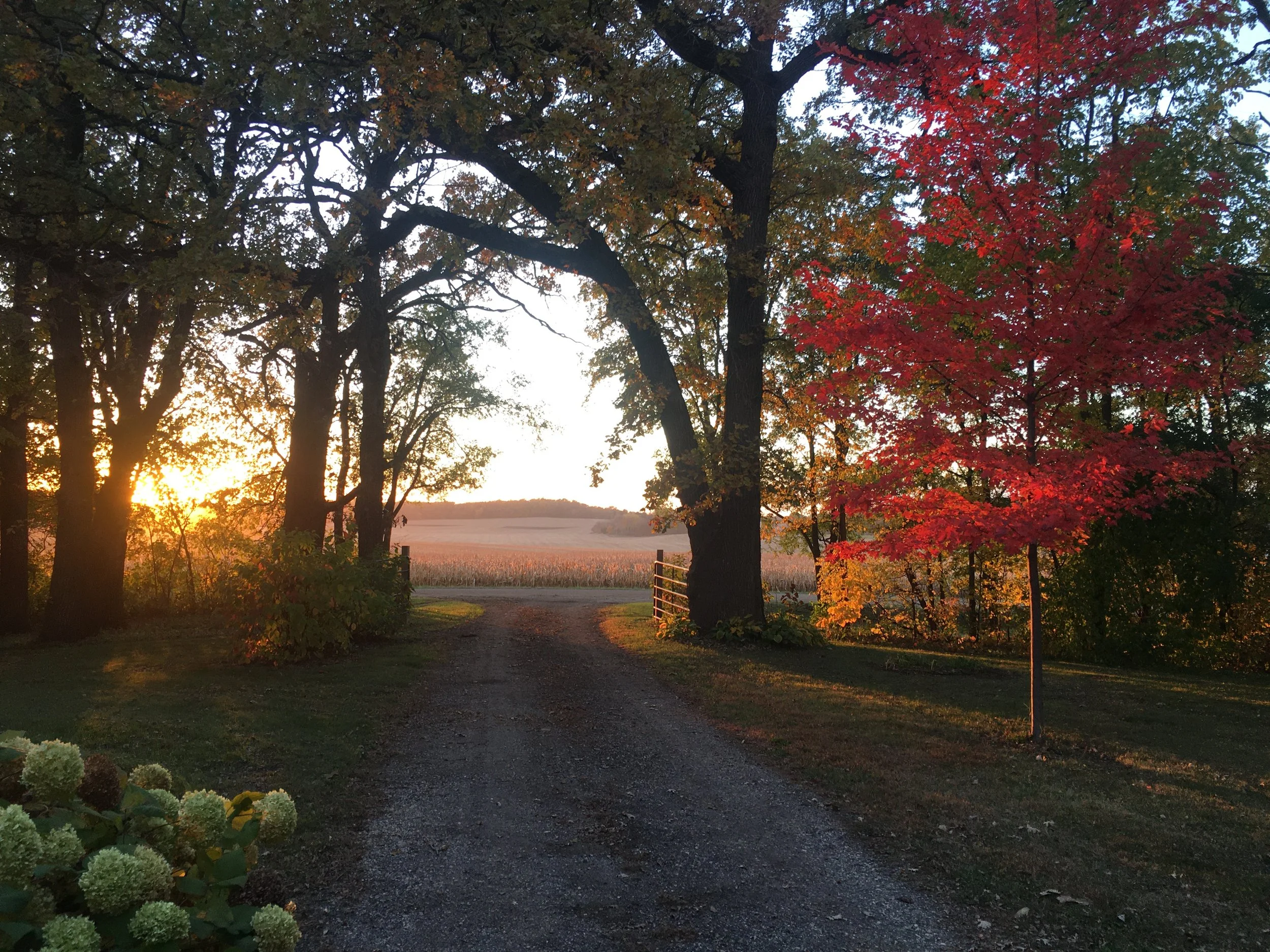 IMG_7278.JPfarm late summer driveway.JPG