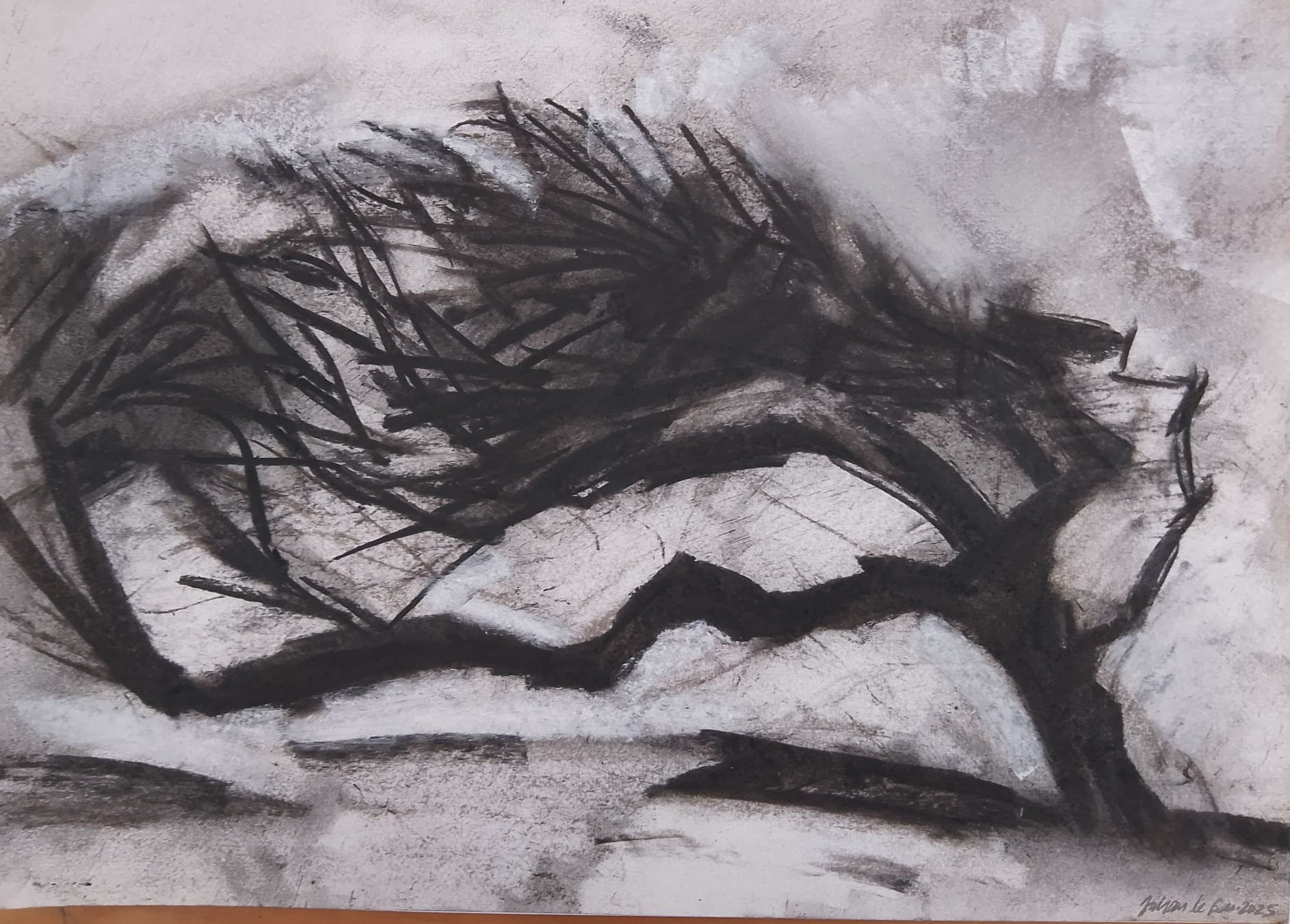 Windswept Tree, Crowlink, View Towards the Sea 2025