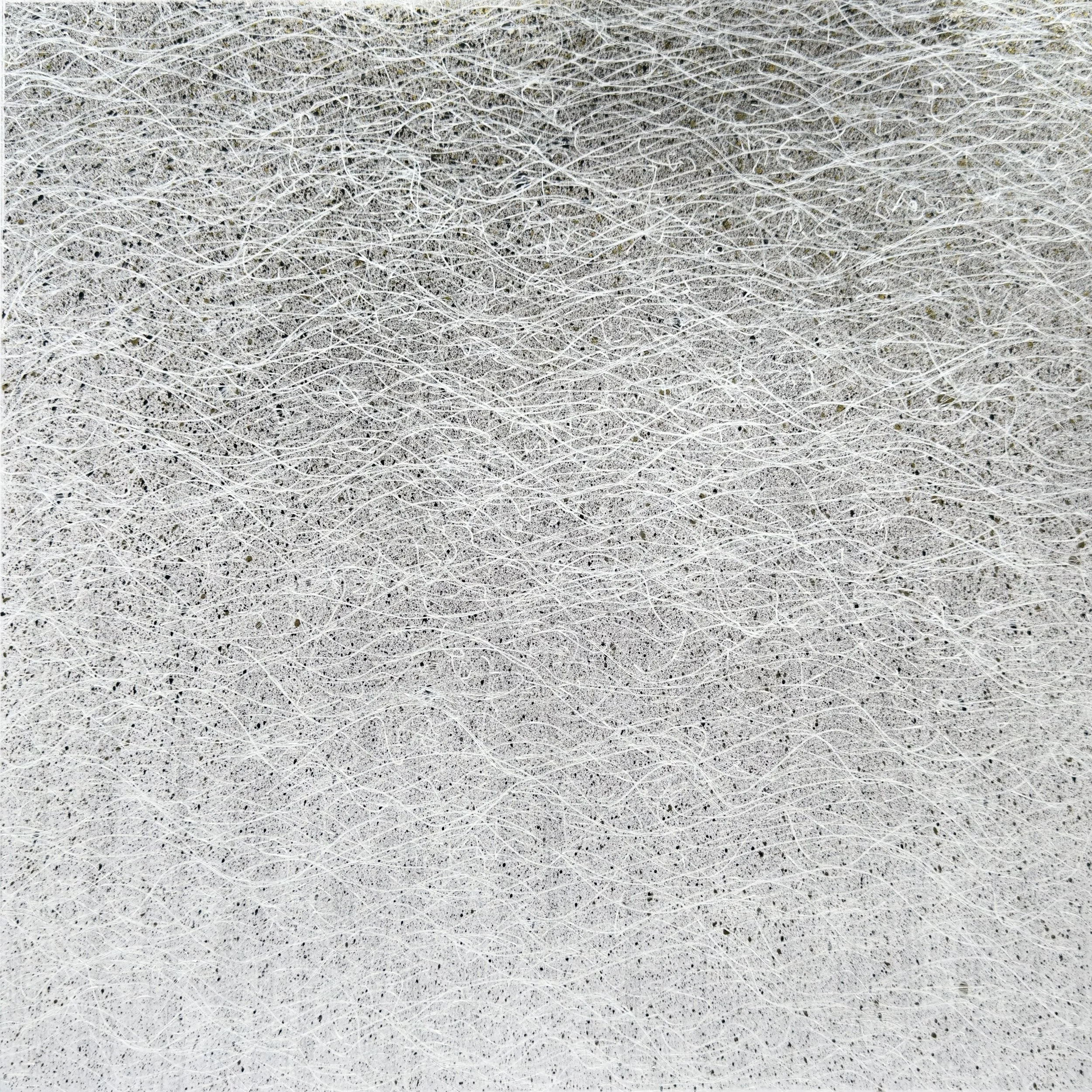 Morning Light - 2026