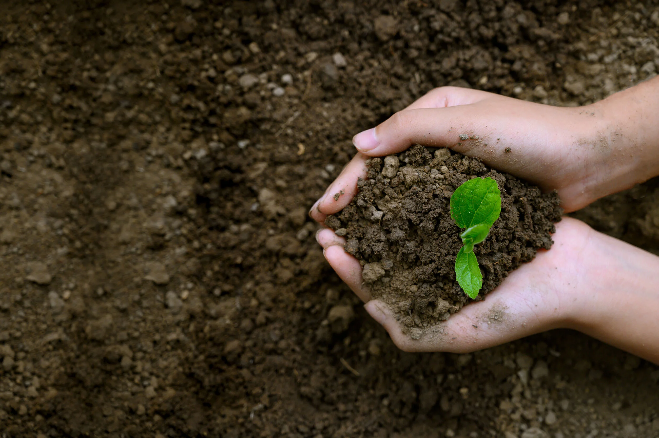 ... die Kunst des klugen Gärtnerns: Lebensfreude statt -krisen wachsen lassen.
