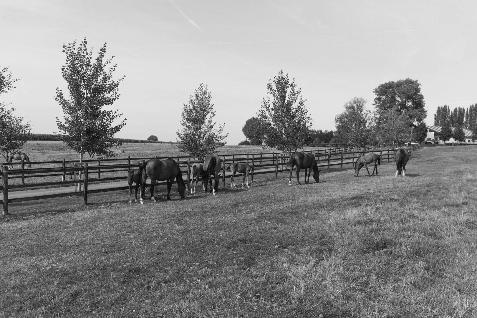 New Breed - Ecuries d'Ecaussinnes