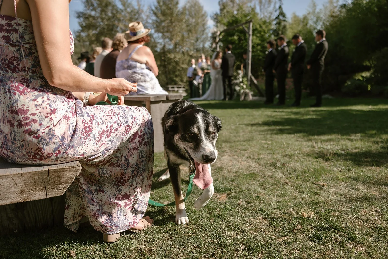  A dog and some wedding guests sitting on wooden benches during a wedding ceremony.  