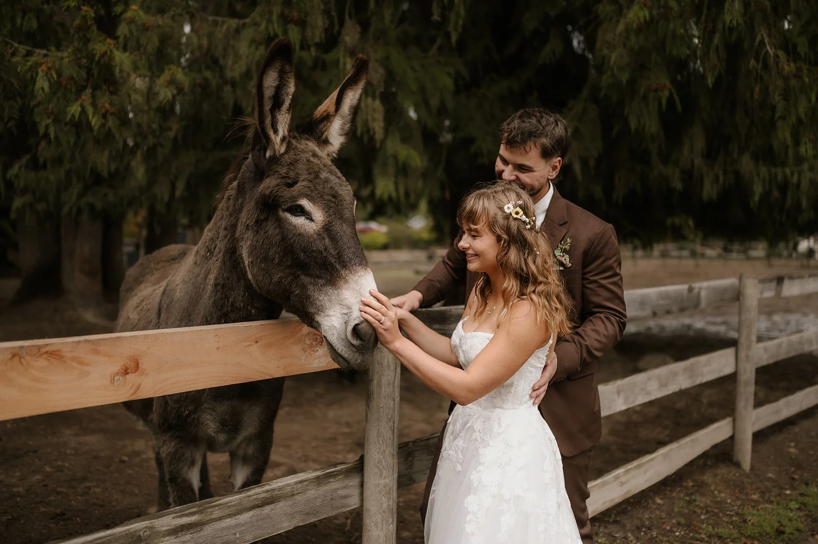  A bride and groom petting a donkey alongside a fence at Cheekye Ranch. 