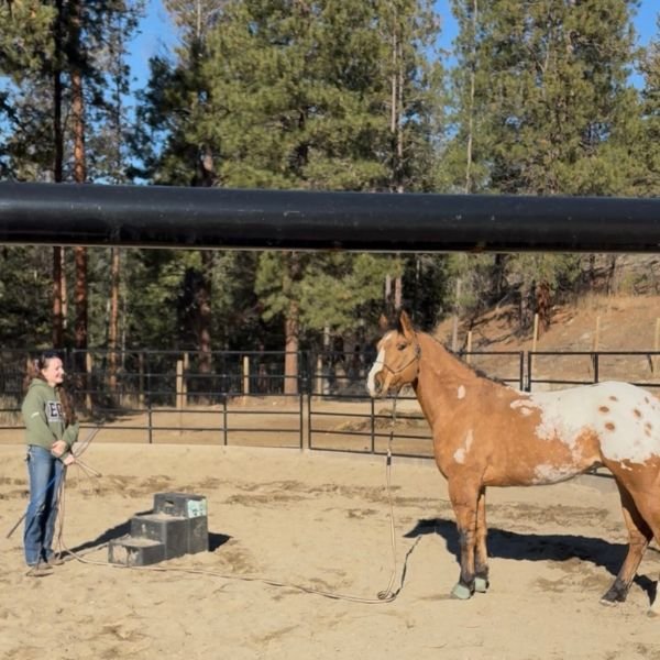 A woman in a round pen facing a horse that's standing on a sand ground with trees behind.