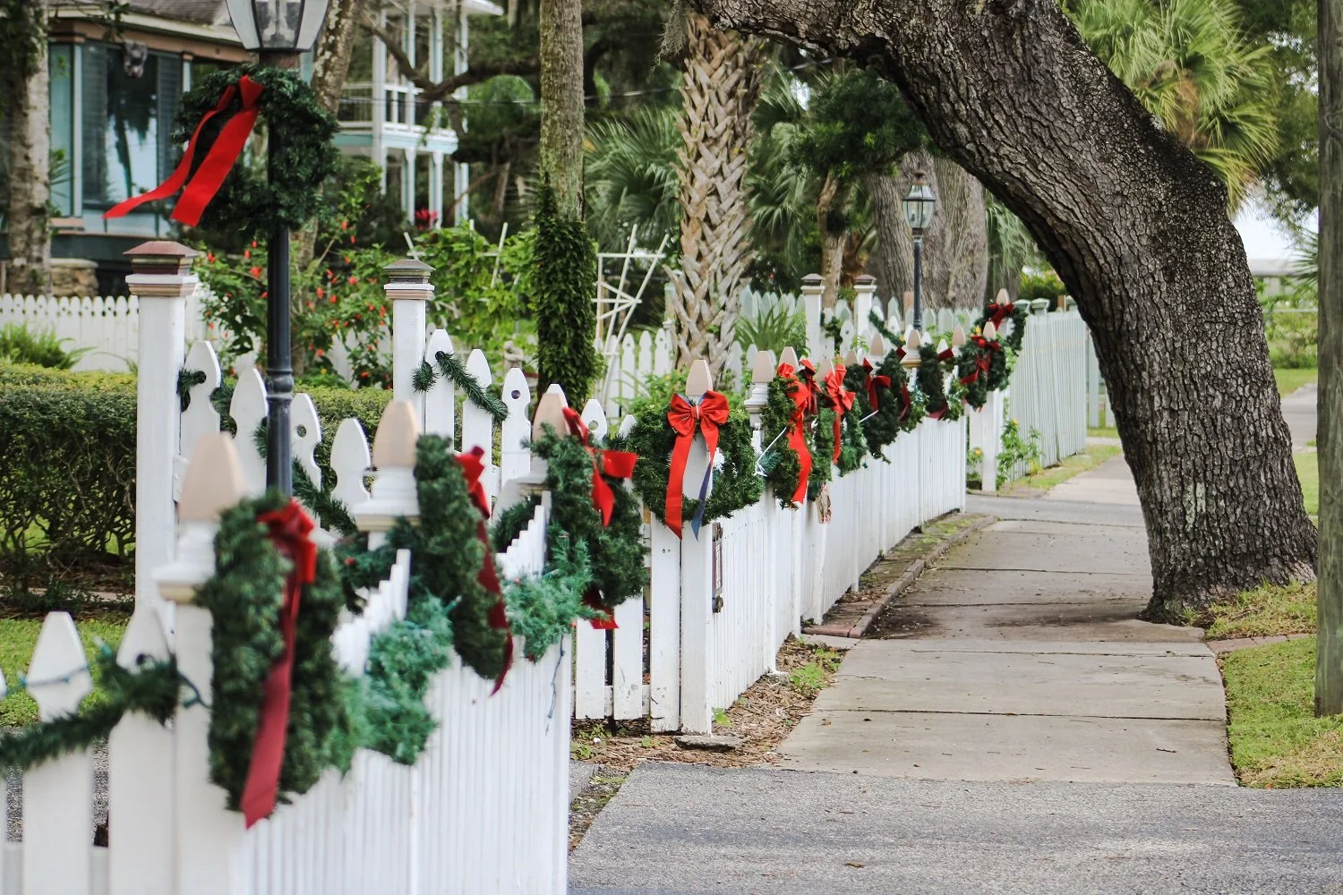 Christmas in Florida — Blooming Magnolias Blog