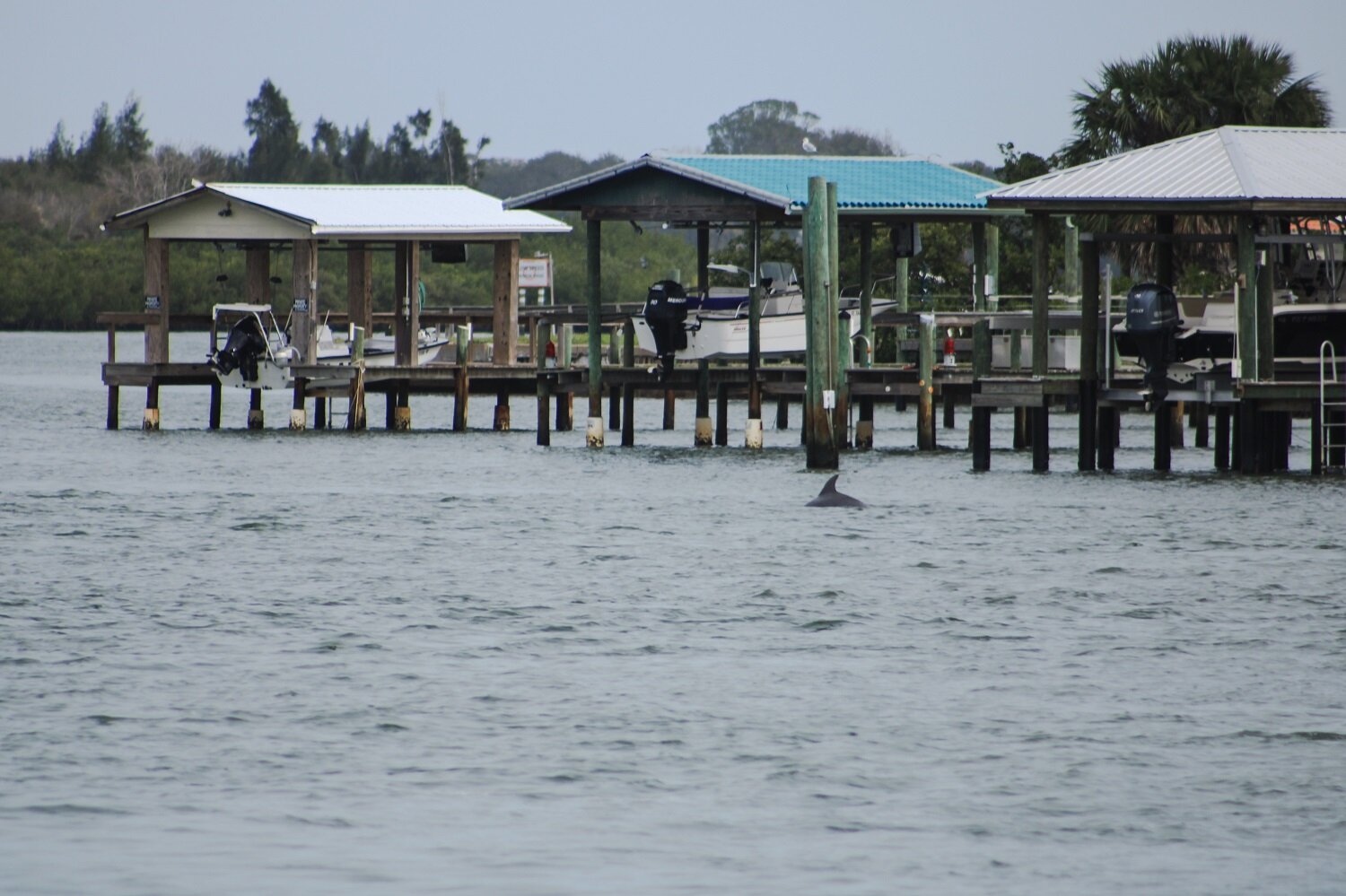 Dolphin sighting | Blooming Magnolias Blog | Travel, New Smyrna Beach 