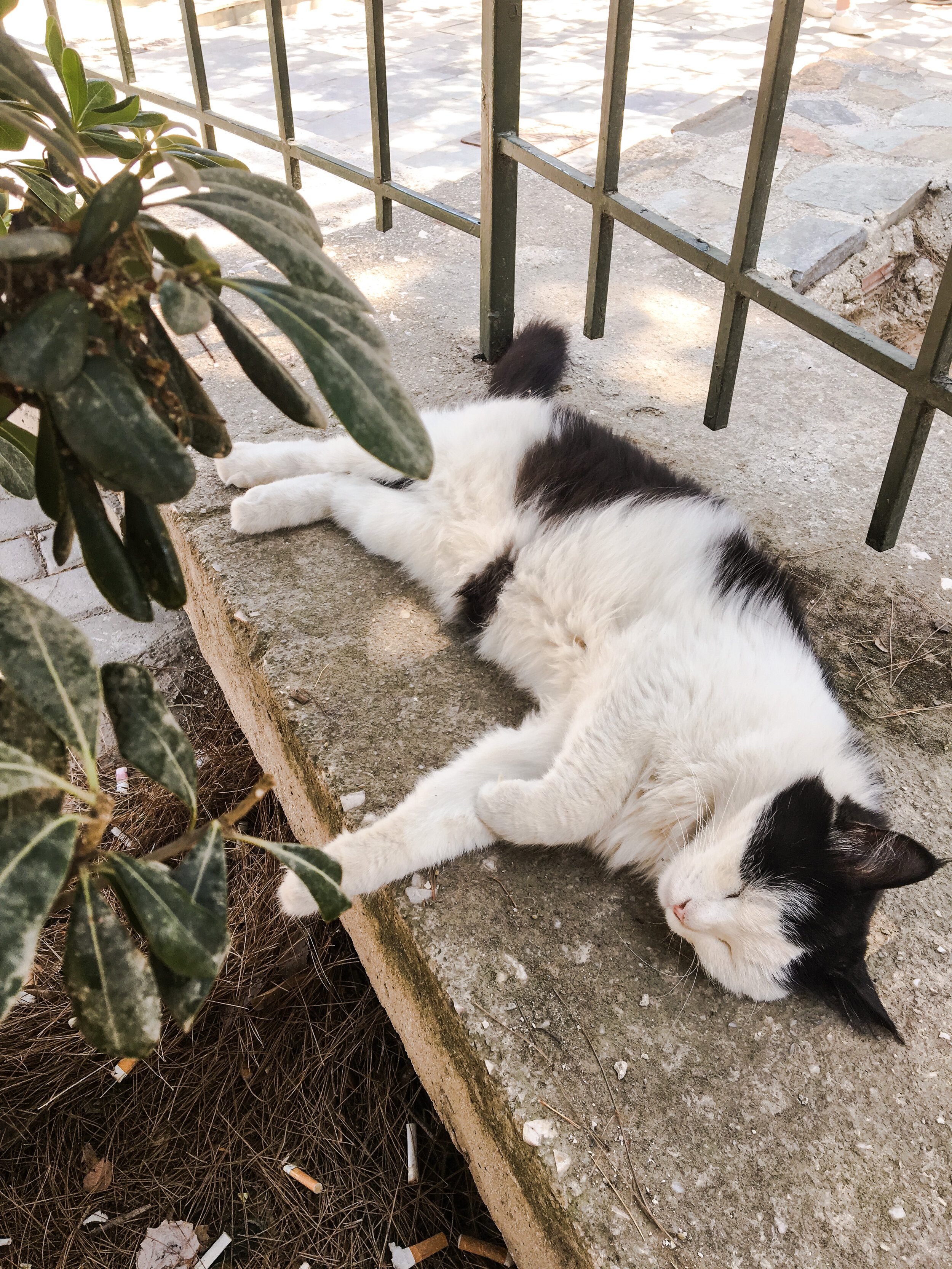 The cats of Athens, Greece | Blooming Magnolias Blog | Travel 
