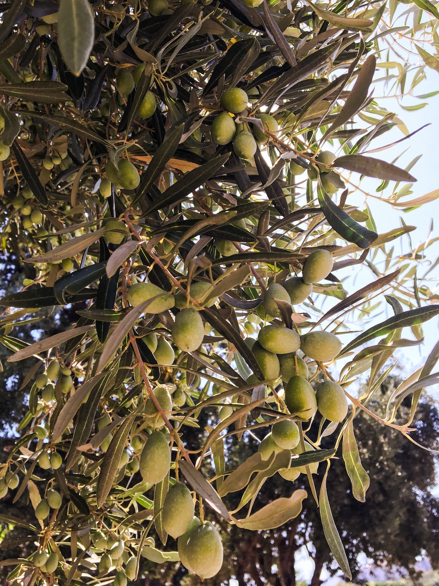 Olive trees, Kerameikos, Athens, Greece | Blooming magnolias Blog | Travel 