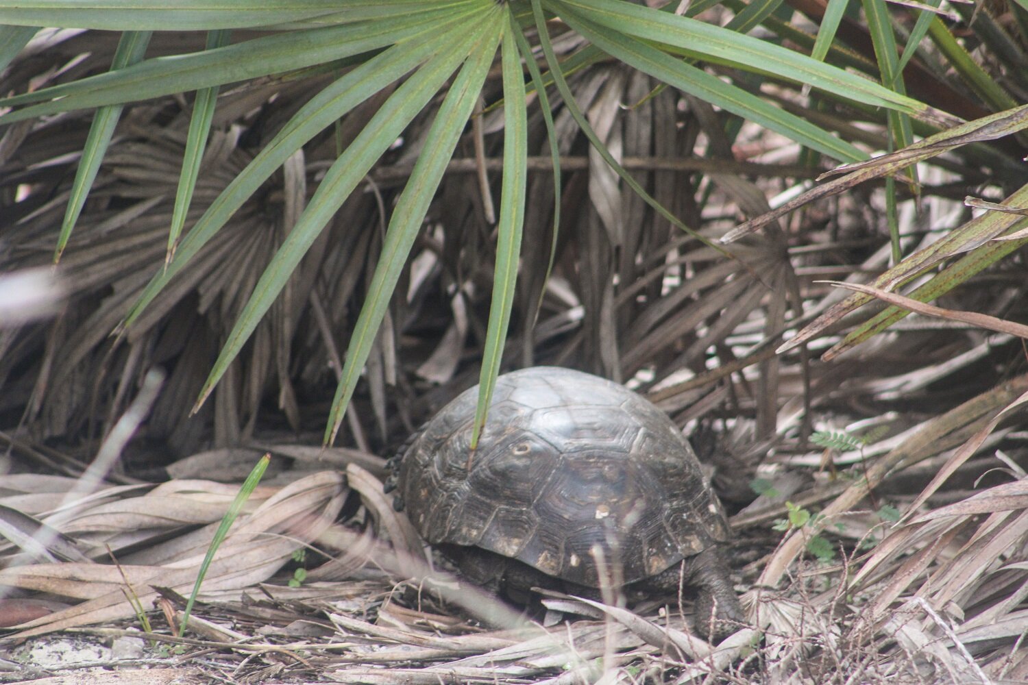 Lighthouse Point Park, Florida | Blooming Magnolias Blog | Travel , turtle