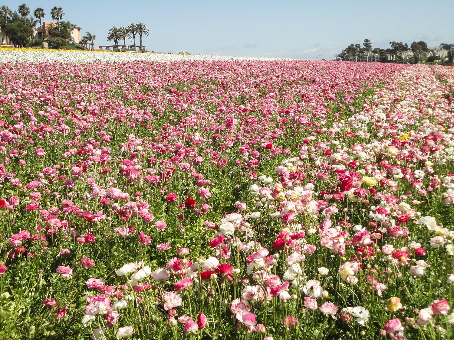 A #fridayflashback at The Flower Fields at Carlsbad Ranch | Blooming Magnolias Blog | Travel, Photography
