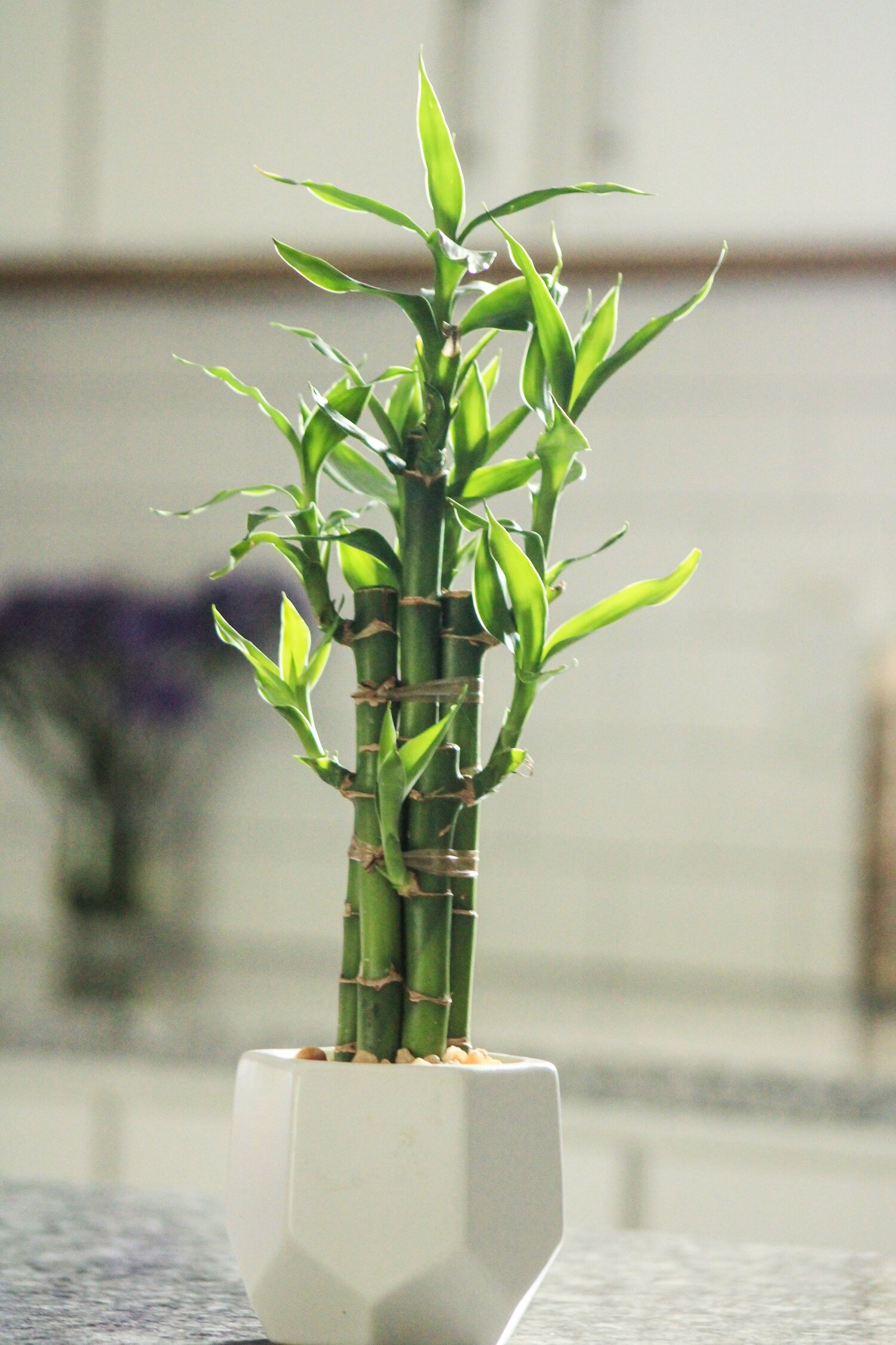 Lucky Bamboo or Dracaena Sanderiana