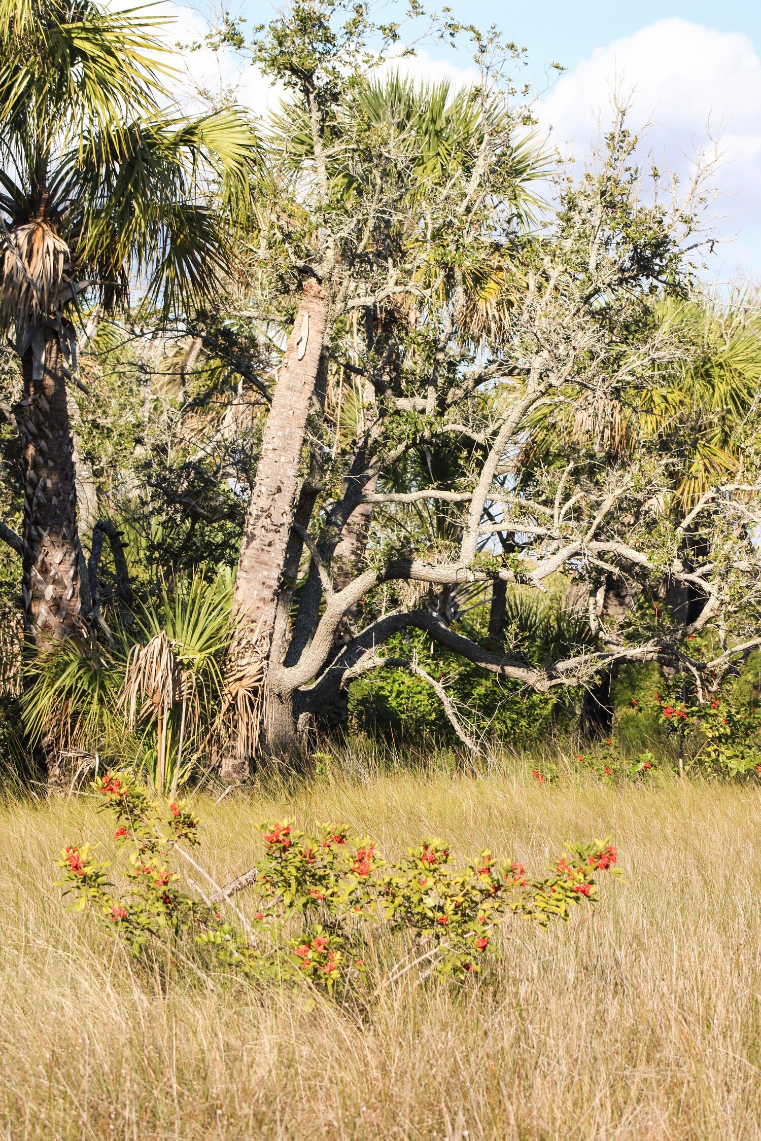 Our favorite Tampa Bay parks to visit | Blooming Magnolias Blog | Travel, Florida travel