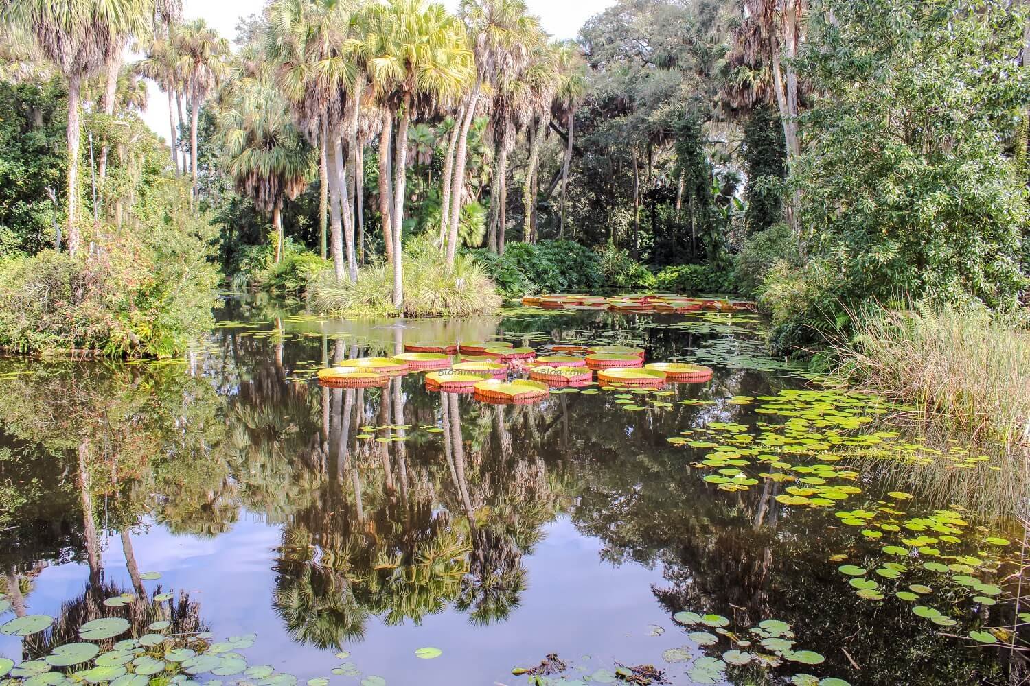 Amazon Water lilies seen at the Bok Tower Gardens