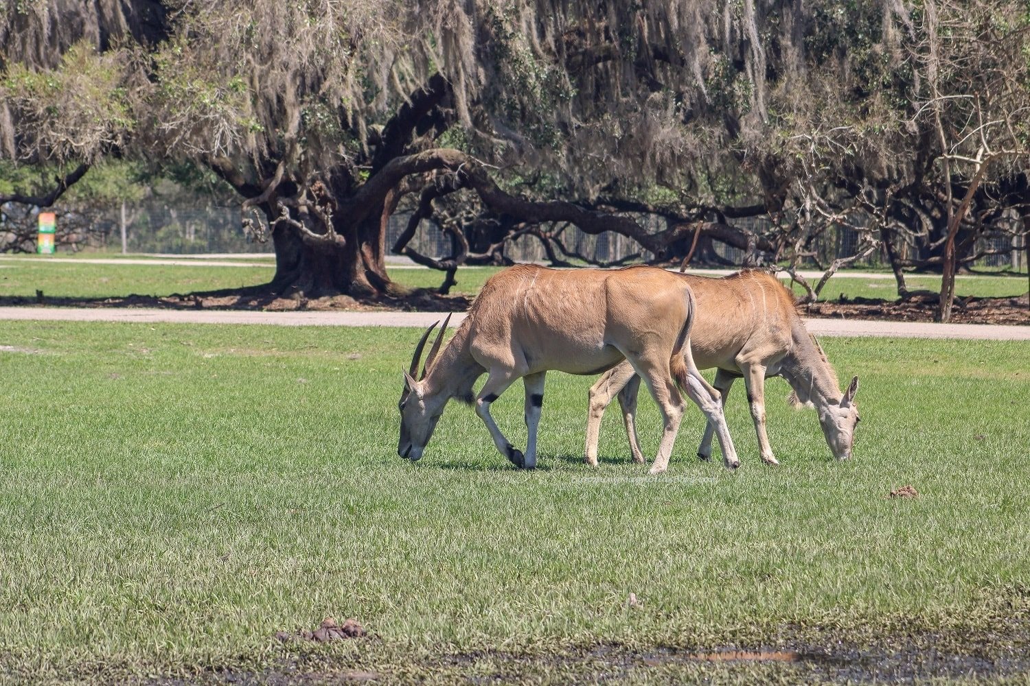 Wild Florida, a drive-through safari park, and more | Blooming Magnolias Blog | Travel, Florida Travel