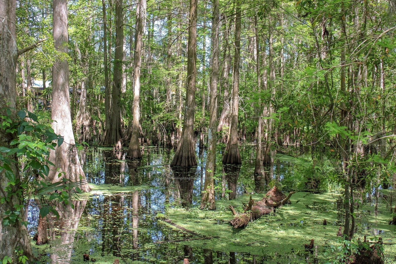 Wild Florida, a drive-through safari park, and more | Blooming Magnolias Blog | Travel, Florida Travel, The Hawk Swamp at Gator Park