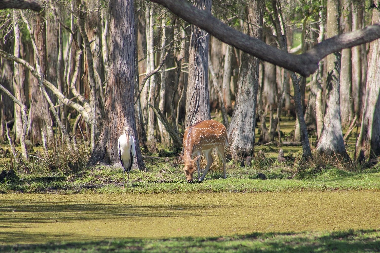 Wild Florida, a drive-through safari park, and more | Blooming Magnolias Blog | Travel, Florida Travel, Spotted deer