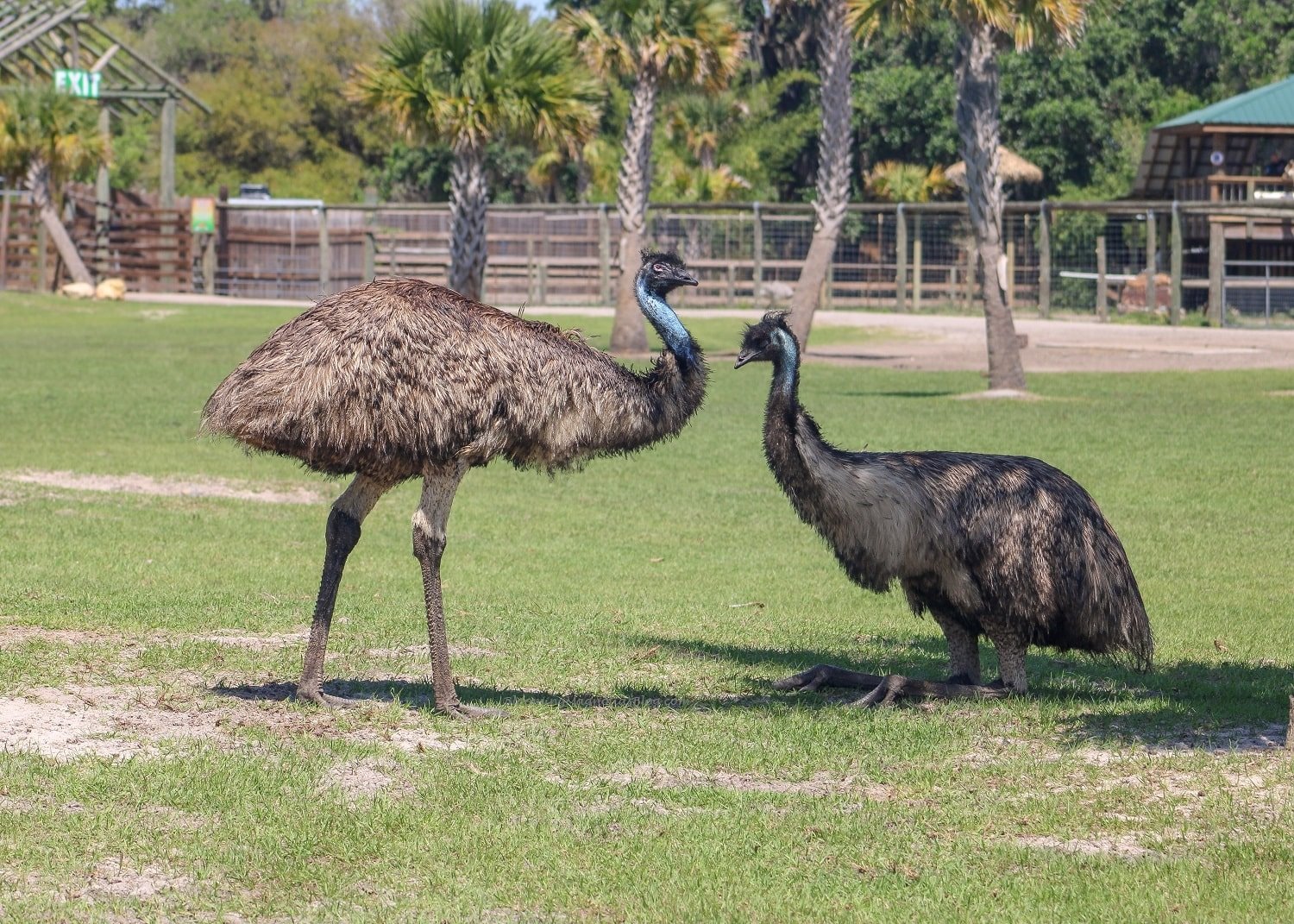Wild Florida, a drive-through safari park, and more | Blooming Magnolias Blog | Travel, Florida Travel, emus