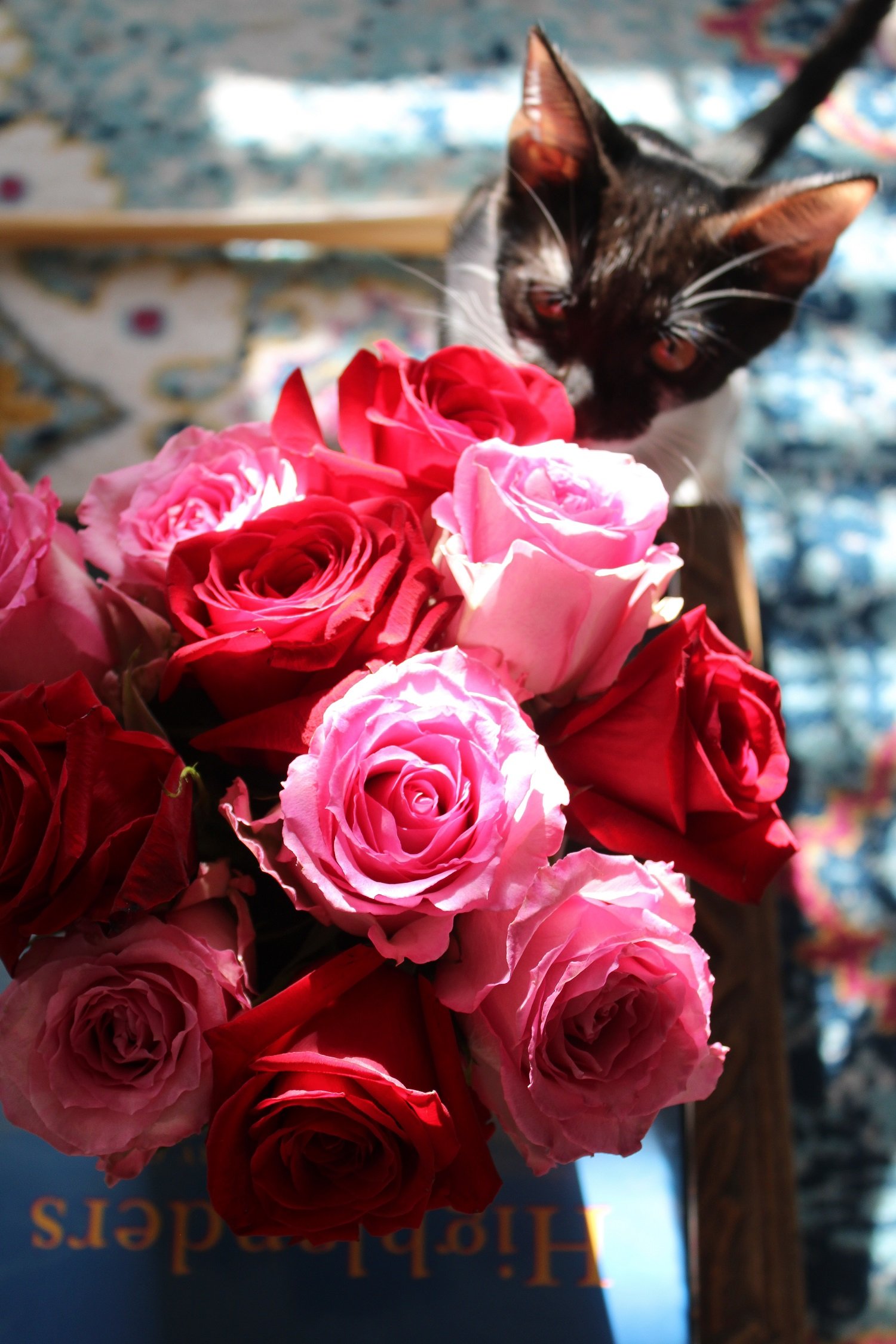 5 Things That Bring Me Joy This Week Blooming Magnolias Blog 5-things-that-bring-me-joy-this-week-blooming-magnolias-blog