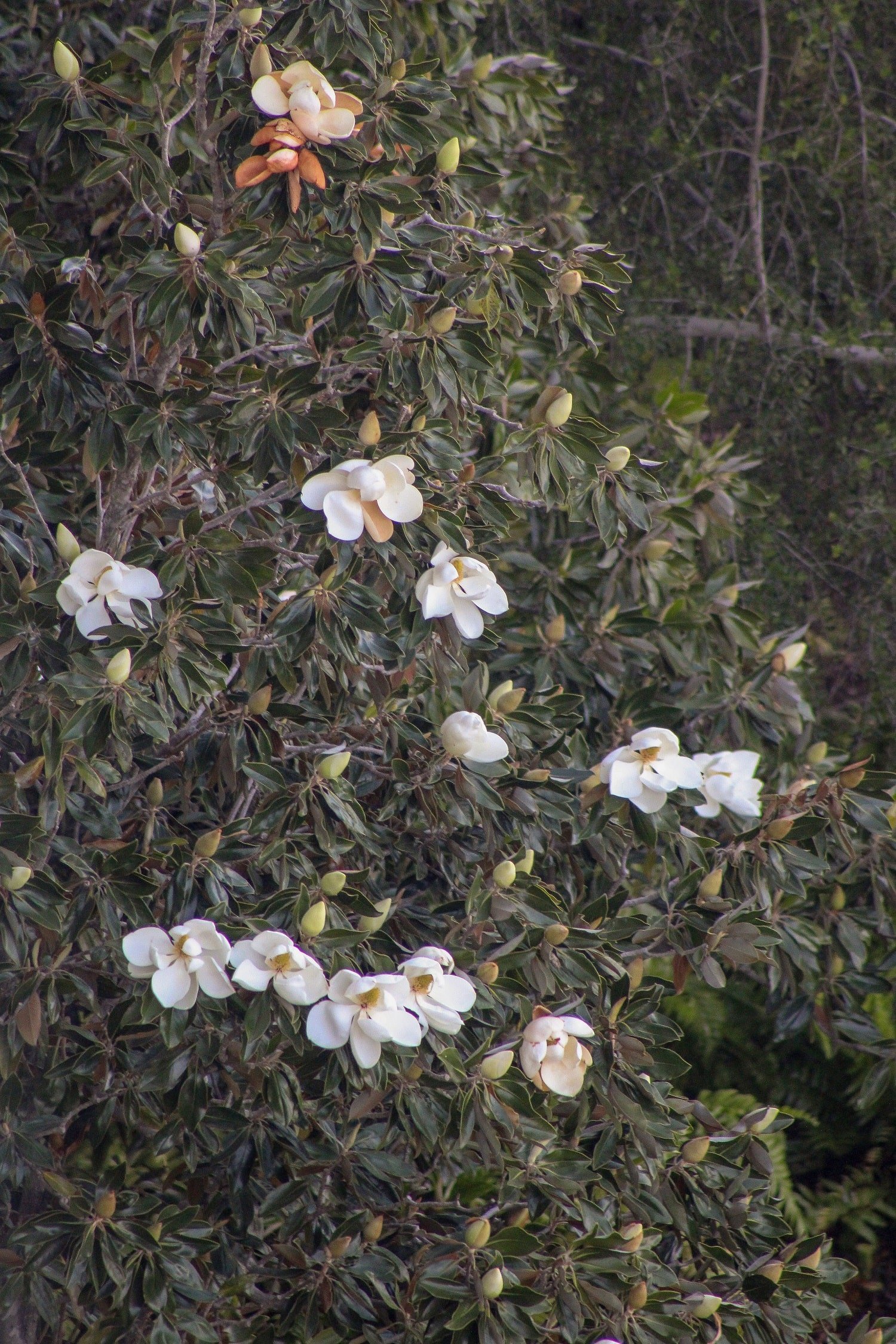 5 things that bring me joy this week | Blooming Magnolias Blog | blooming magnolia trees, magnolias blooming