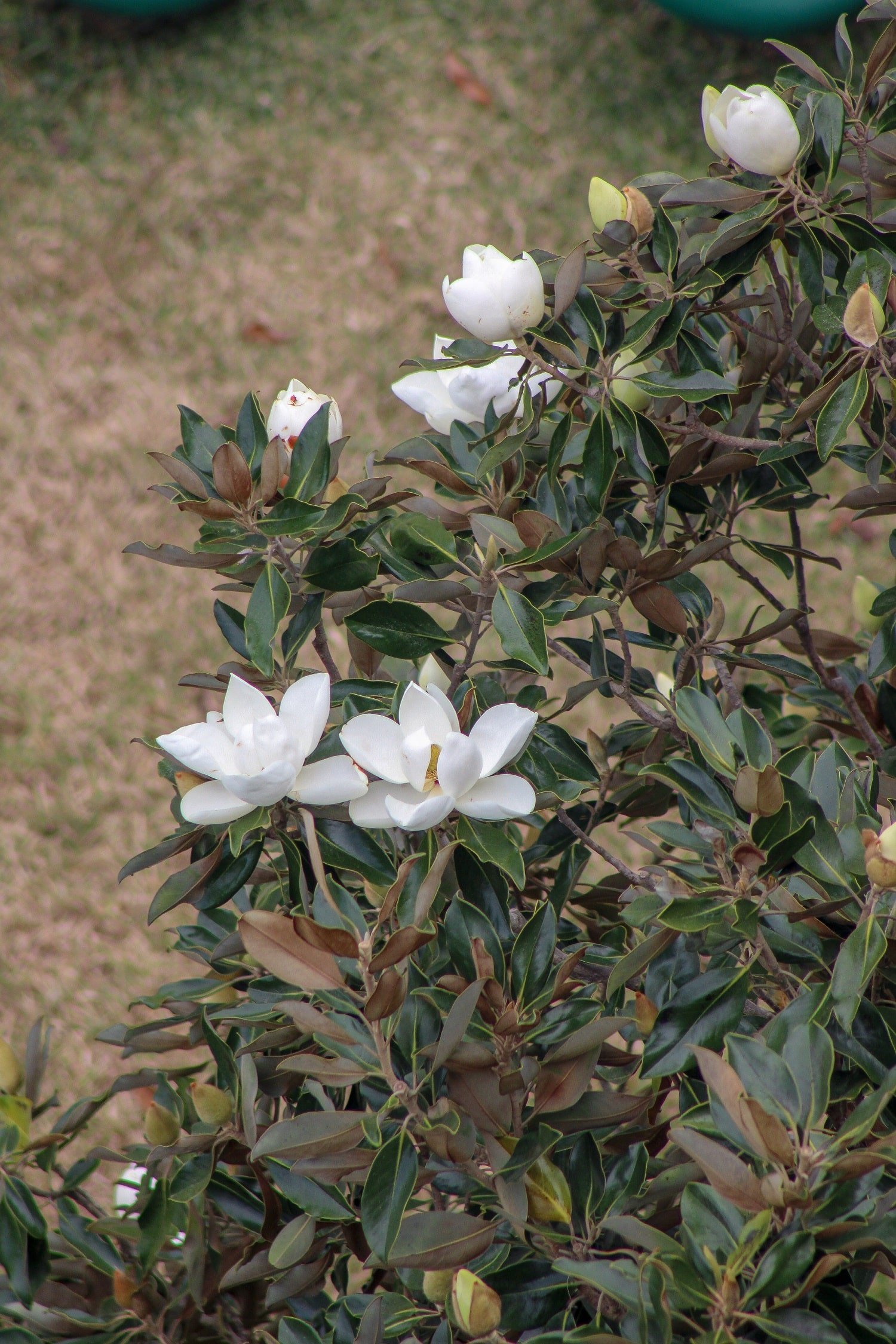 5 things that bring me joy this week | Blooming Magnolias Blog | blooming magnolia trees