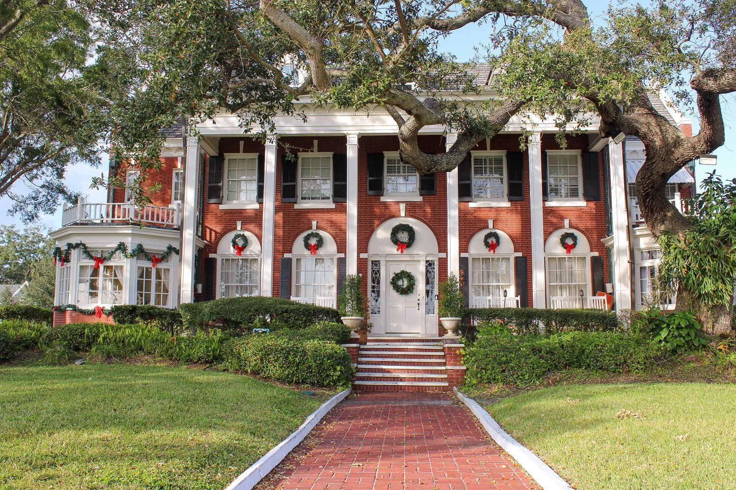 Magnolias and christmas