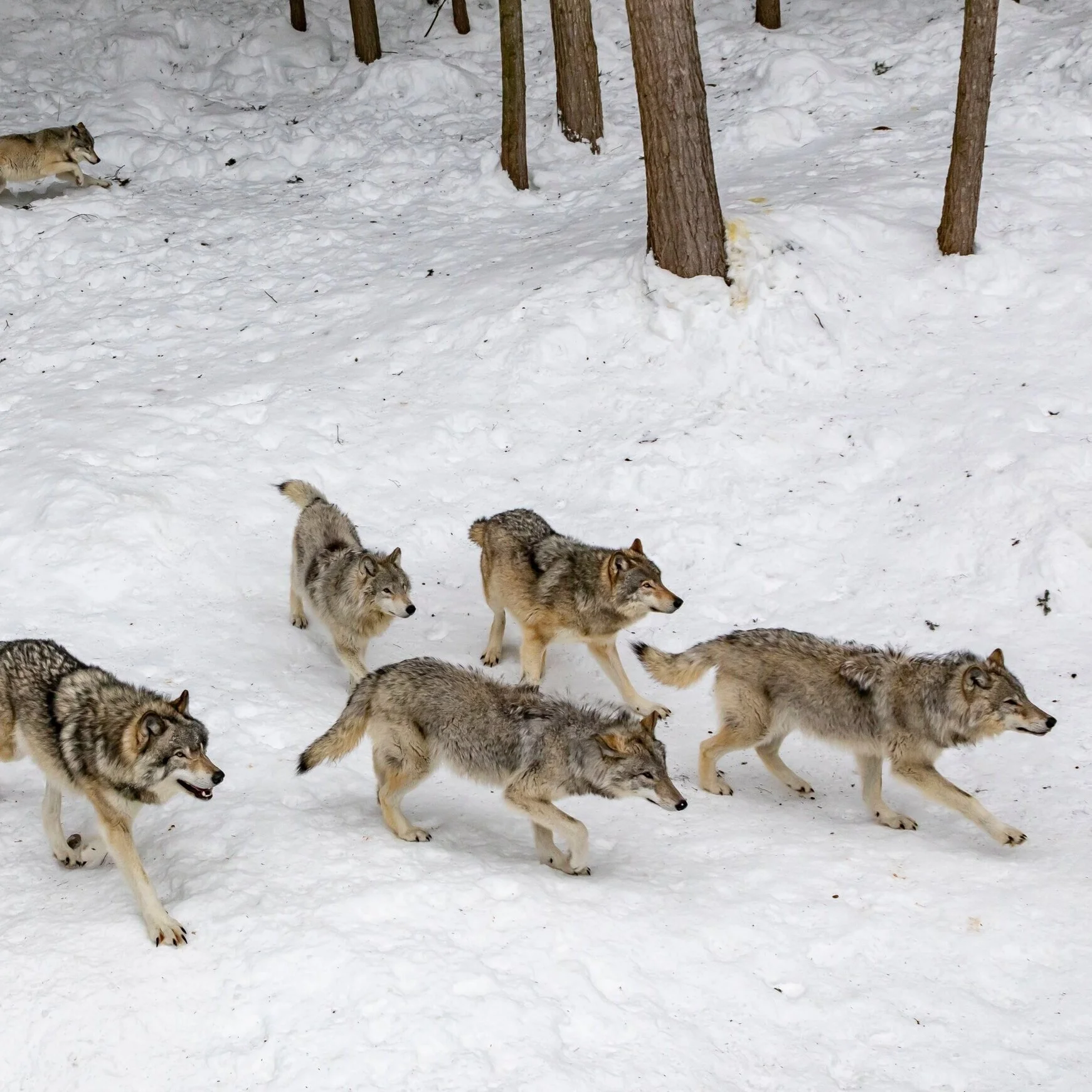 do wolves eat grains