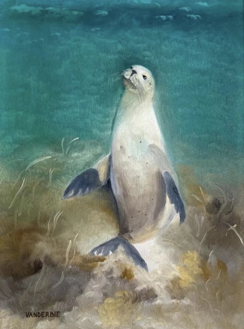 Australian Sea Lion, "Walter" | 12x16" | Sold