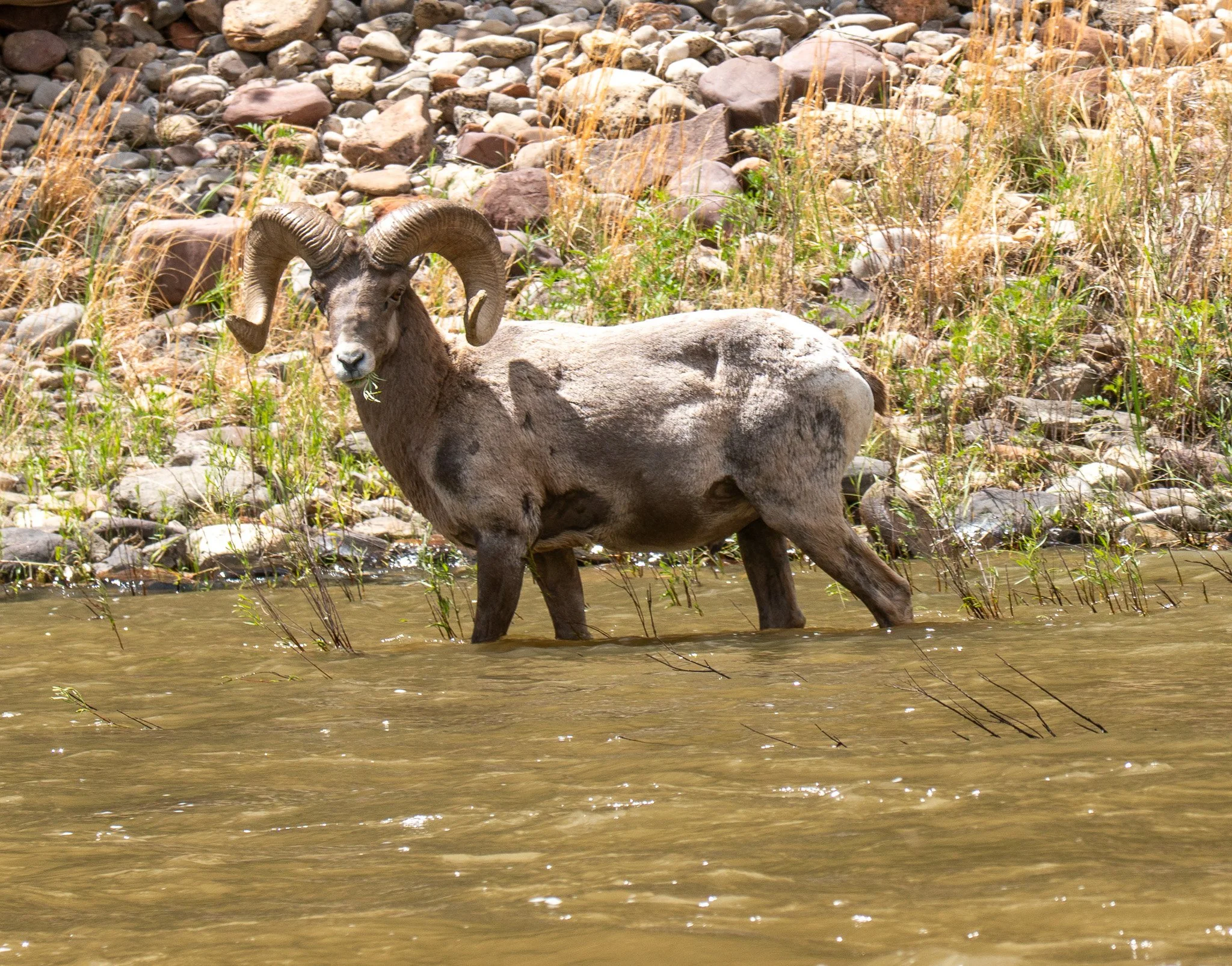 _DSC3558.jpg