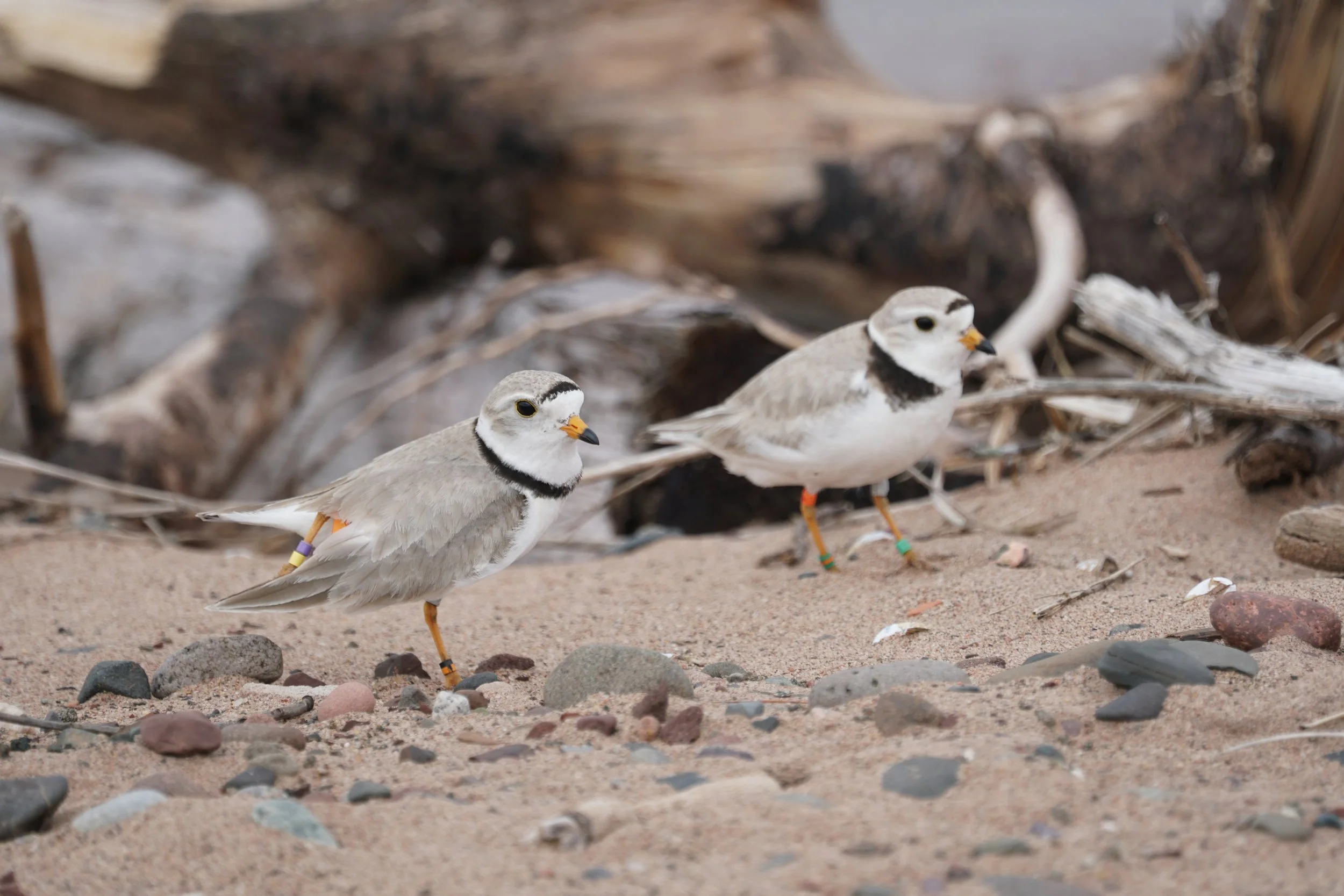 After 49 Years, Critically Endangered Piping Plover Returned to Nest on Wisconsin Point
