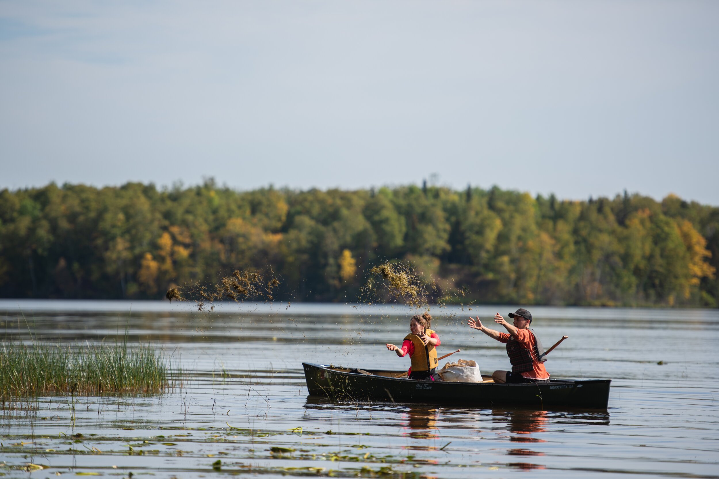 2020 Wild Rice Planting St. Louis River Alliance