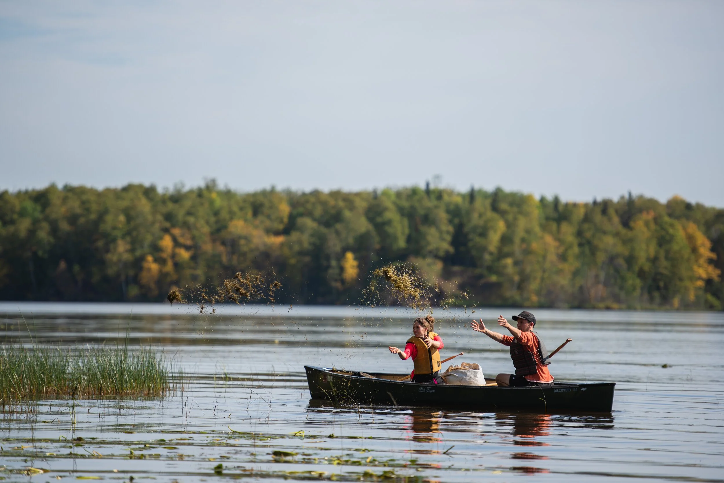 Volunteer Manoomin/Wild Rice Planting (Kingsbury Bay, Duluth)