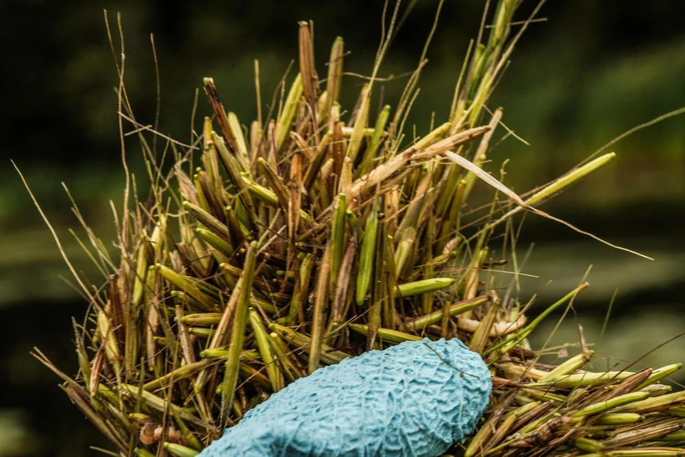 2020 Wild Rice Planting Photos - St. Louis River Alliance