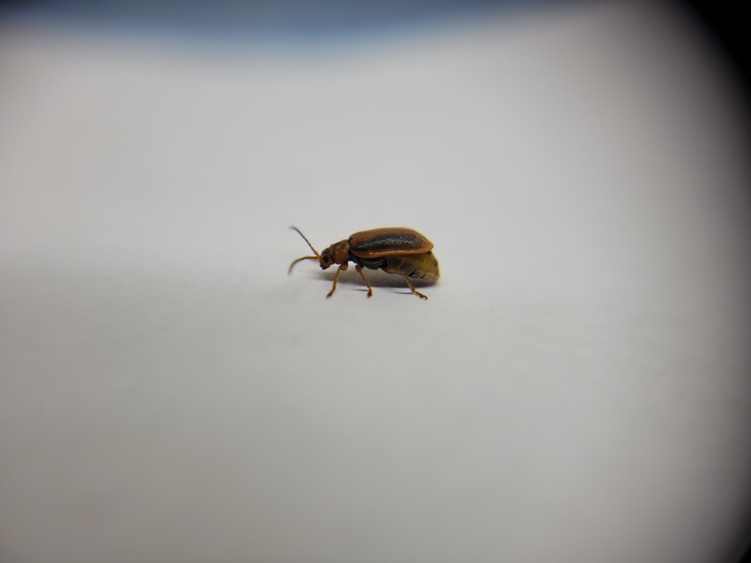 123_1(3).jpeg