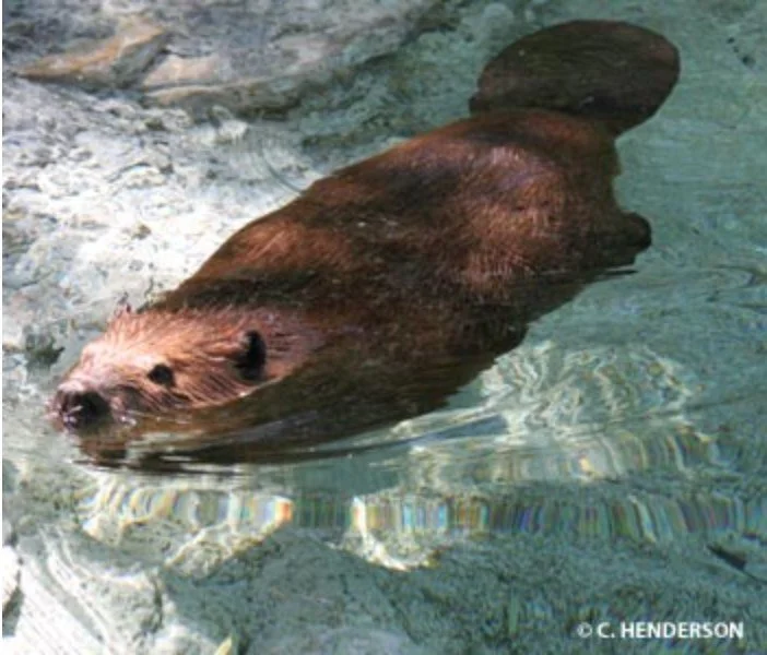 The beaver is the largest rodent in North America. It is an active woodcutter and dam builder, and spends most of their time in the water, using their tails as rudders and propellers when swimming.

The beaver is a perfect example of animal adaptatio