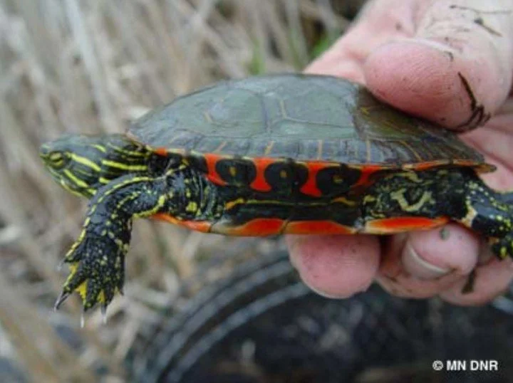 Who&rsquo;s ready to bask in warm sunlight? In summer, that&rsquo;s where you&rsquo;ll spot a Painted Turtle. The most common turtle in St. Louis River Estuary, are often seen soaking up in the sun on log perches along the rivers shoreline, or shallo
