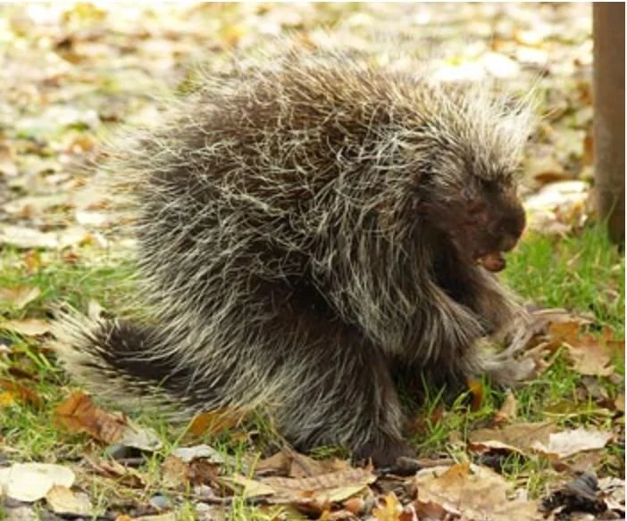 Feeling needled? Porcupines surely know how to handle a threat. They can be seen on land, and most commonly up in treetops. They are technically classified as large rodents with a coat of sharp spines (or barbed quills) that protect them against pred